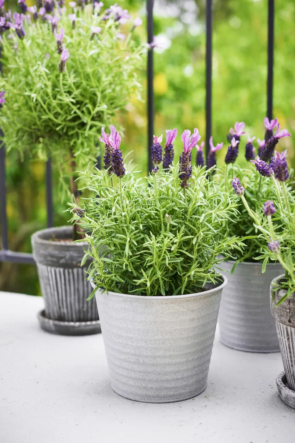 Lavandula stoechas stem Blue 14 cm