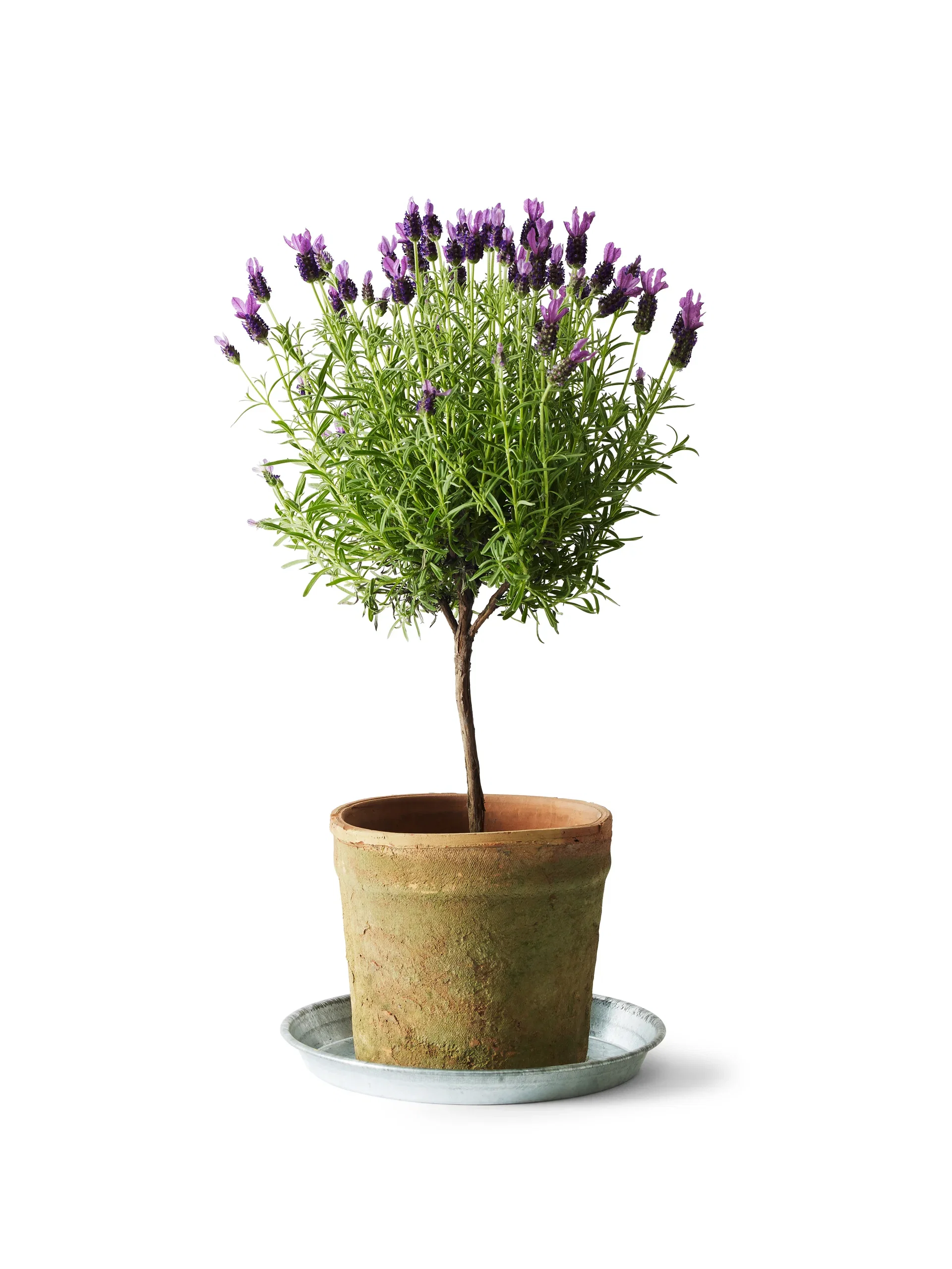 Lavandula stoechas stem Blue 14 cm