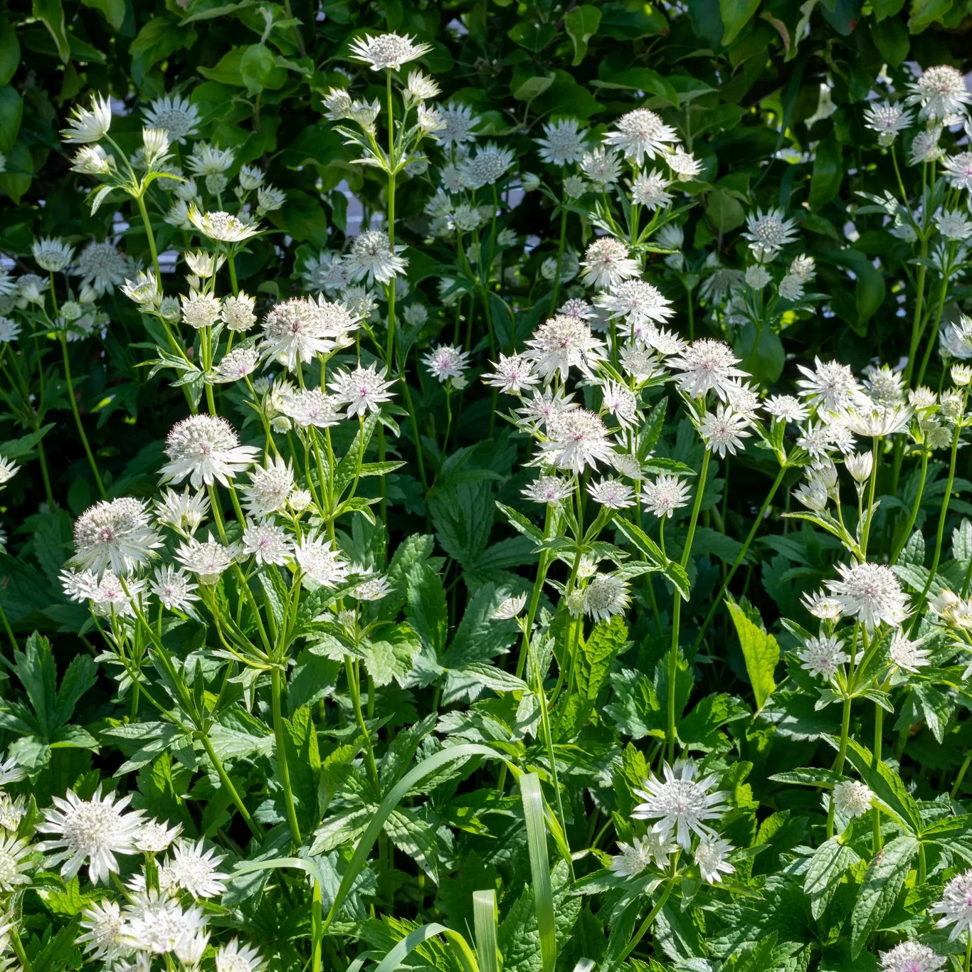 Stjärnflocka 'Star of Billion'