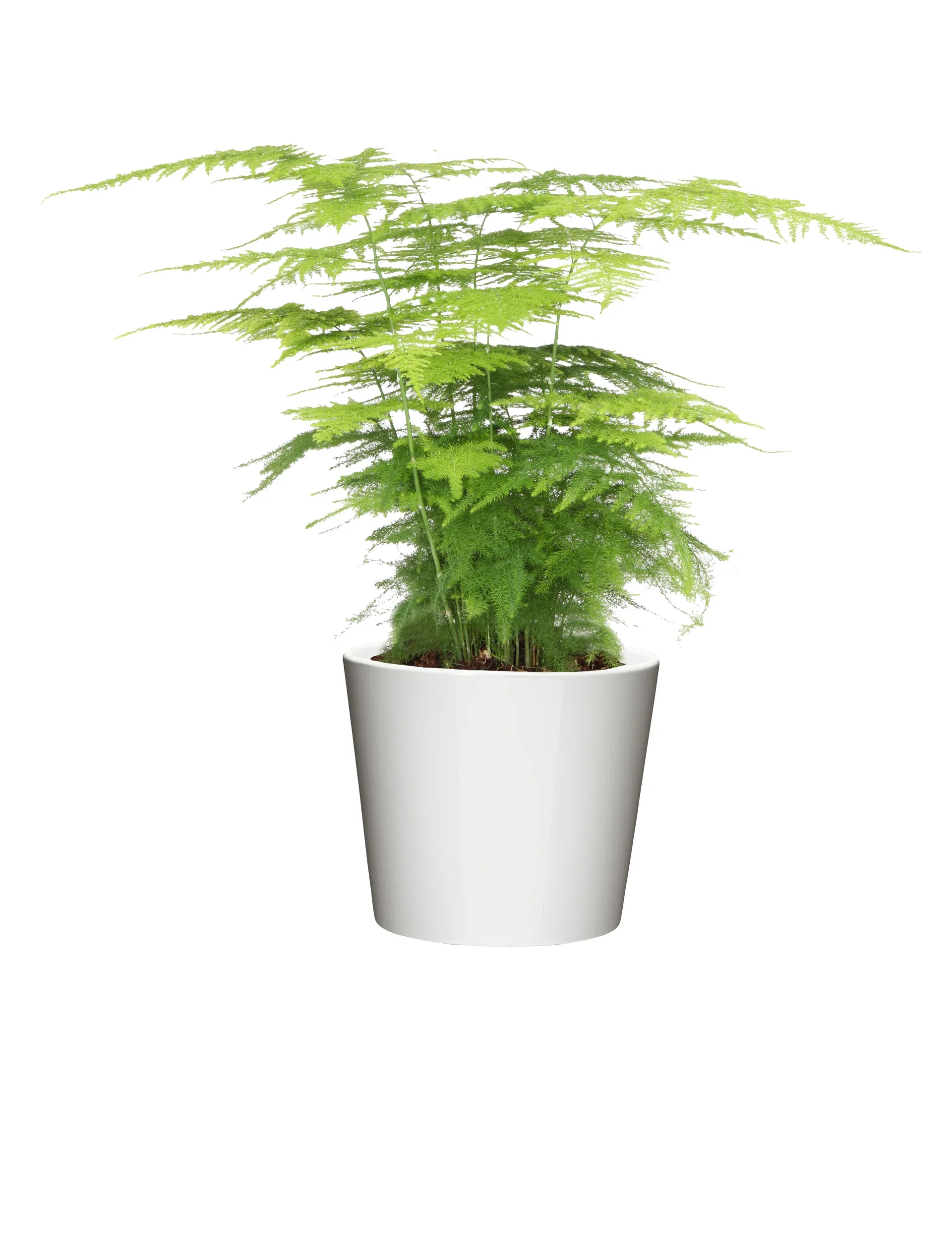 Asparagus plumosus, Height 35 cm, Green