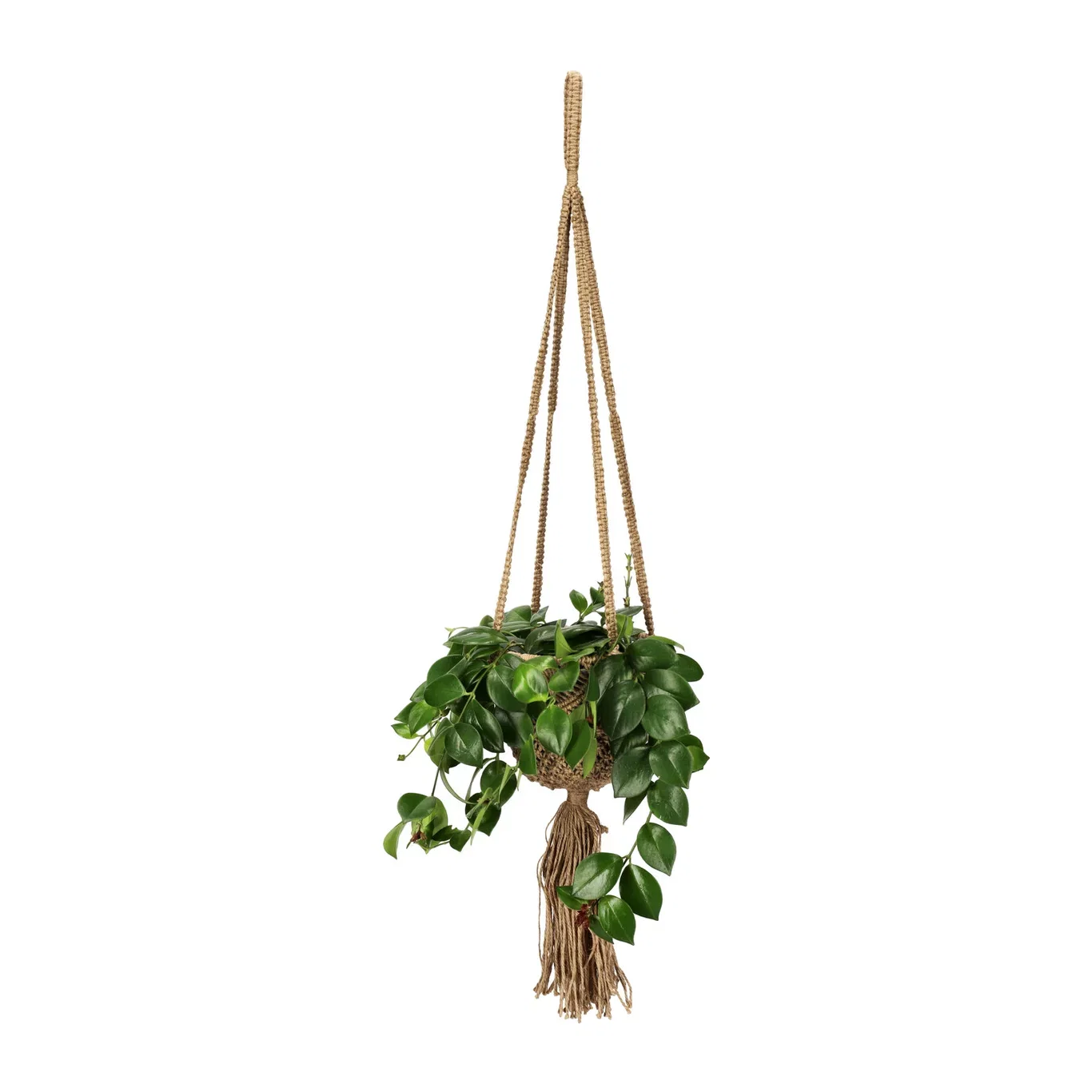 Aeschynanthus 'Mona Lisa' in hanging basket