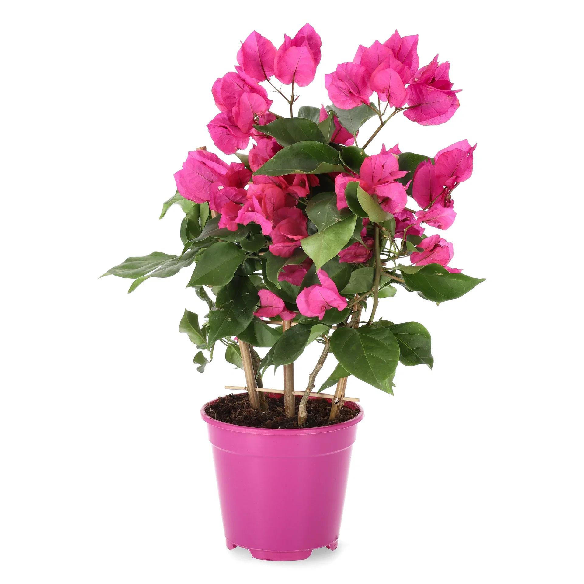 Bougainvillea s. 'Vera Deep Purple' 14 cm