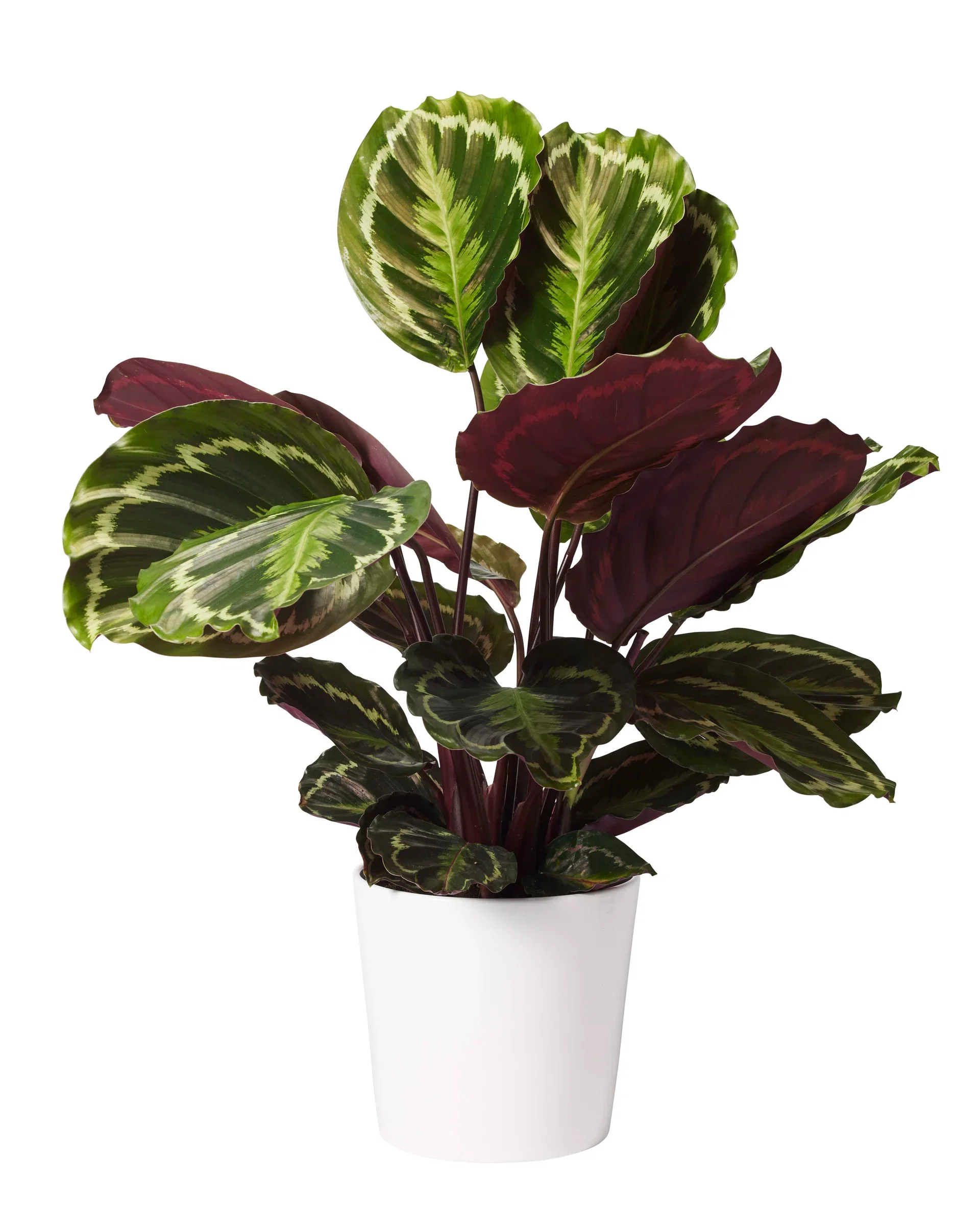 Kalatea 'Medallion'