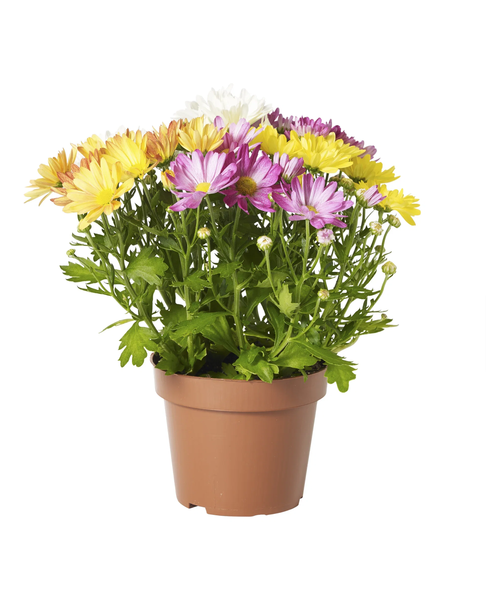 Krysantemum 'Rock & Roll'