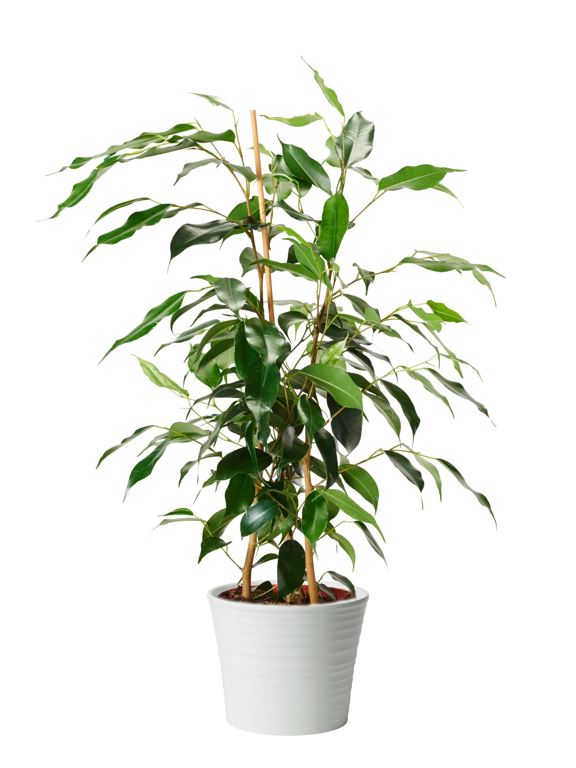 Benjaminfikus 'Danielle'