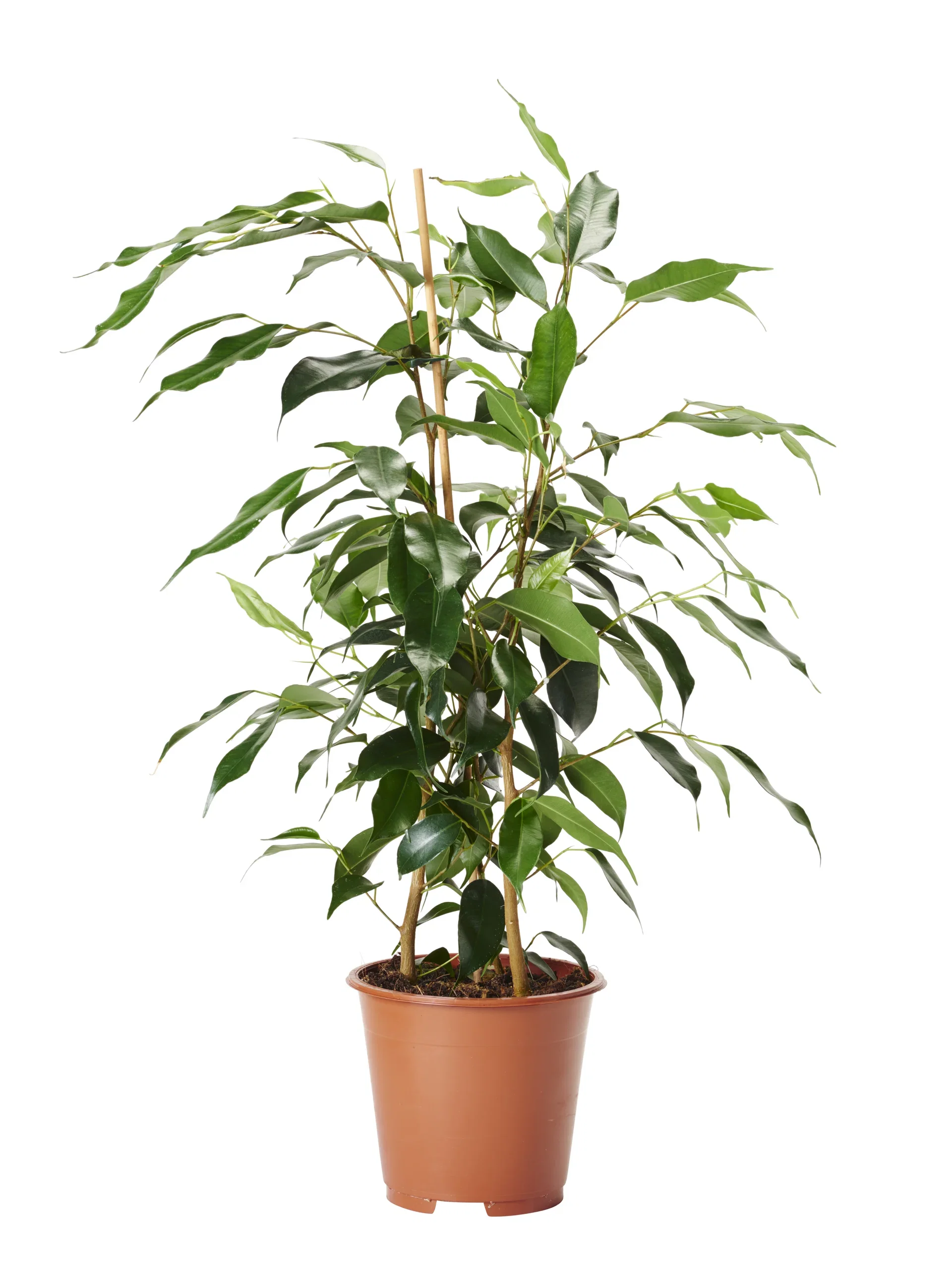 Benjaminfikus 'Danielle'