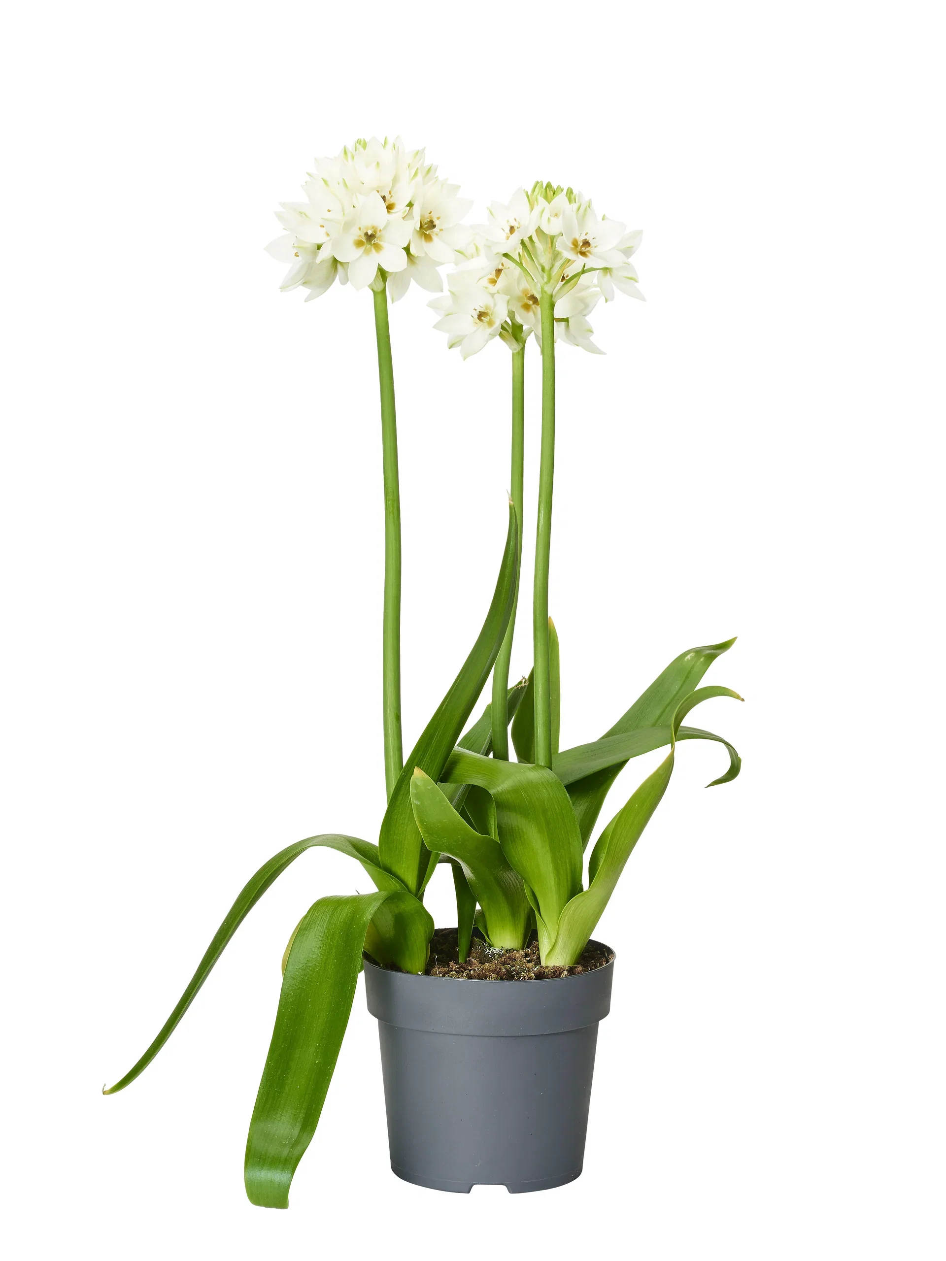 Ornithogalum Snowflake 14 cm