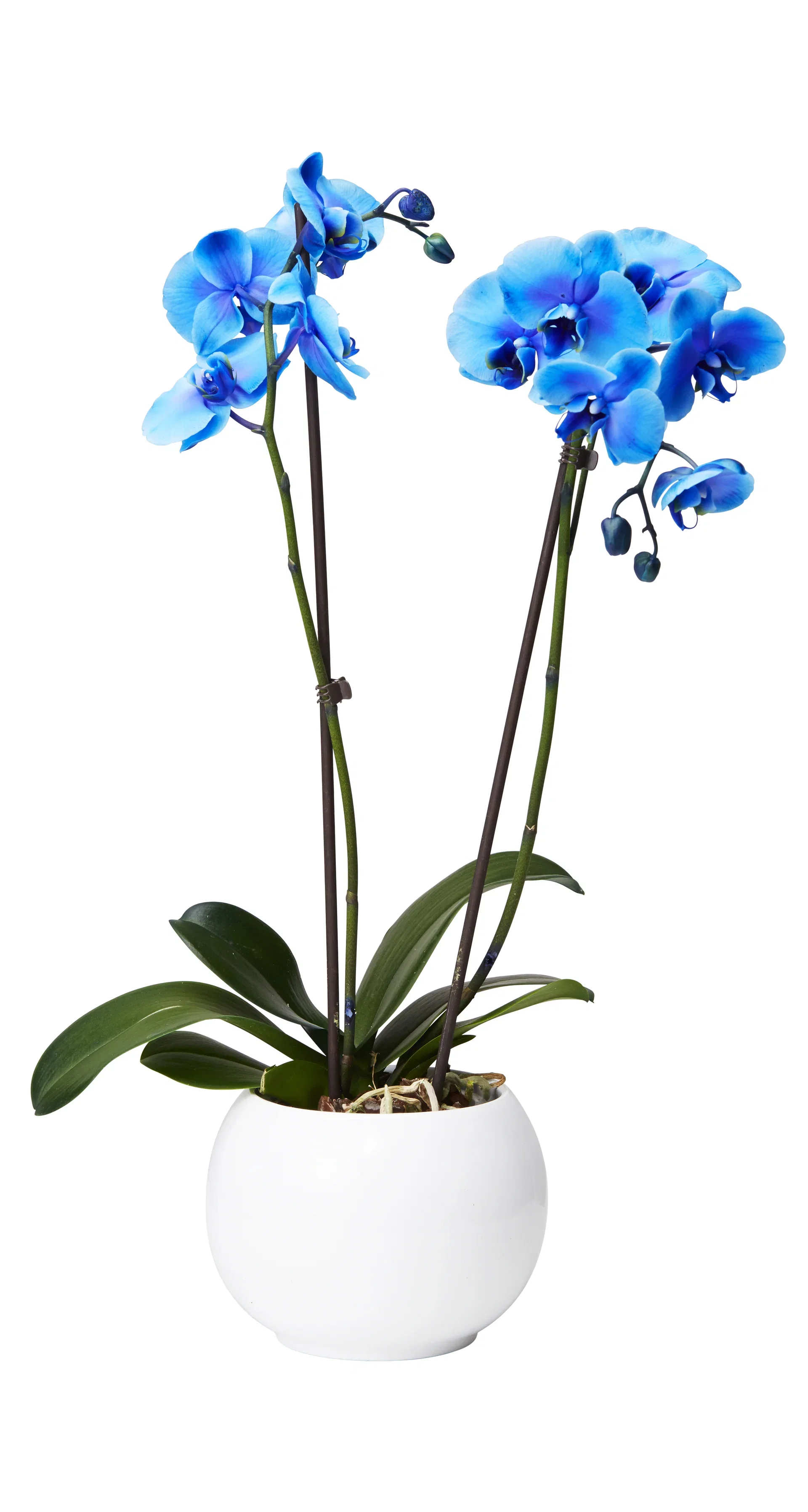 Phalaenopsis