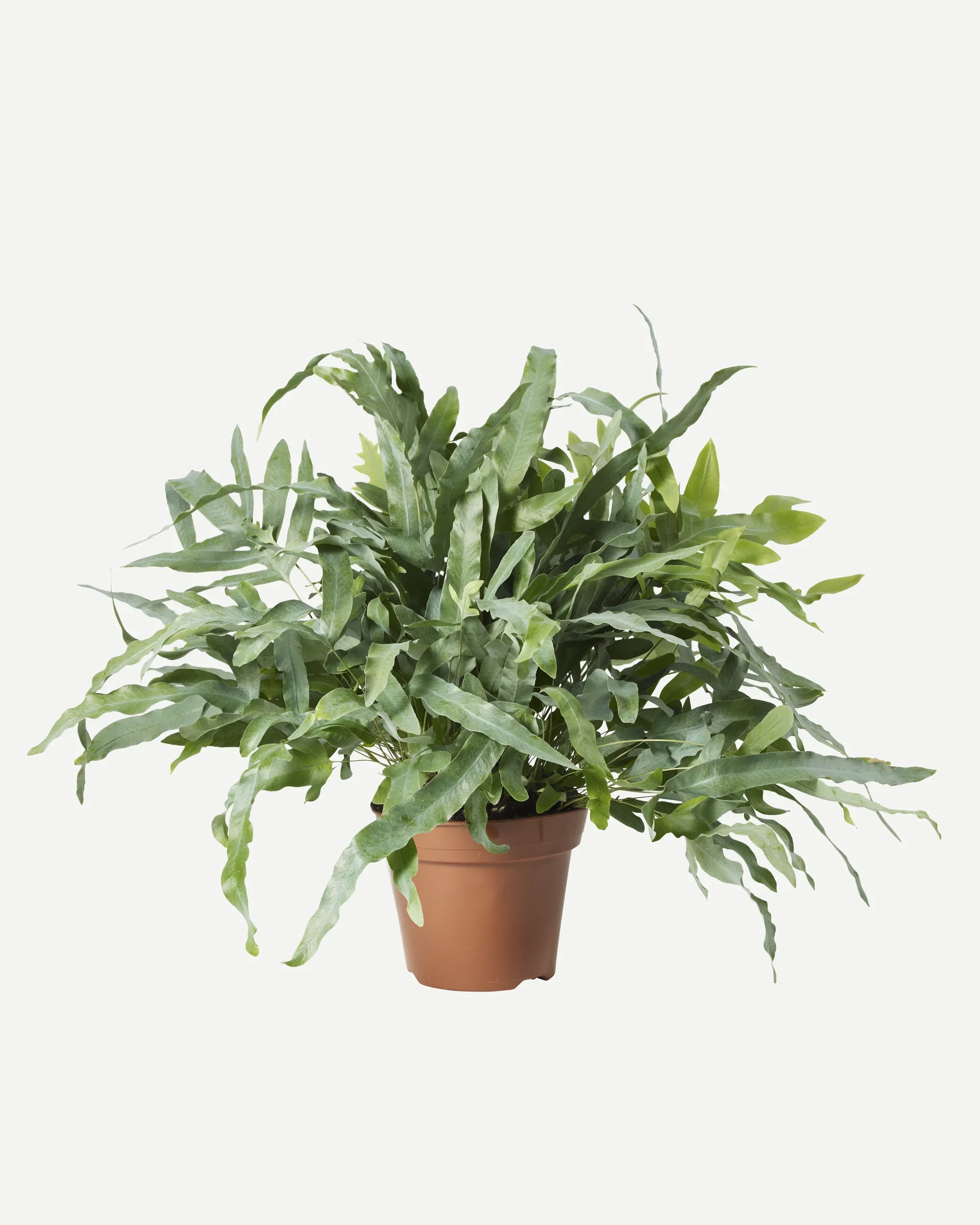 Phlebodium aureum 'Blue Star', Height 45 cm, Green