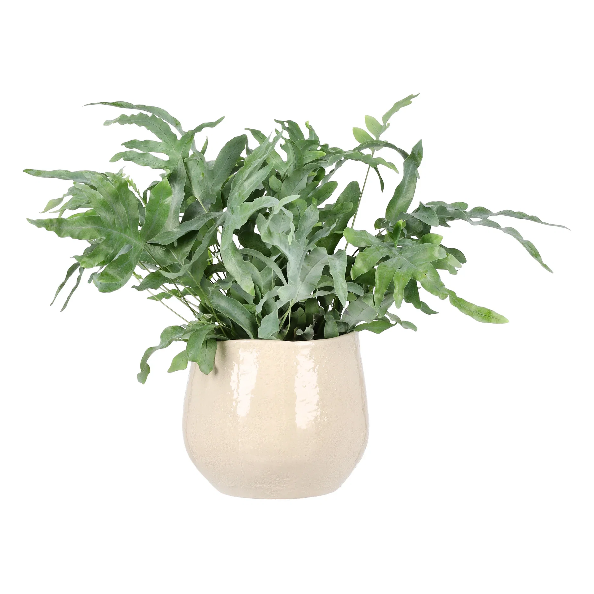 Phlebodium aureum 'Blue Star', Height 45 cm, Green