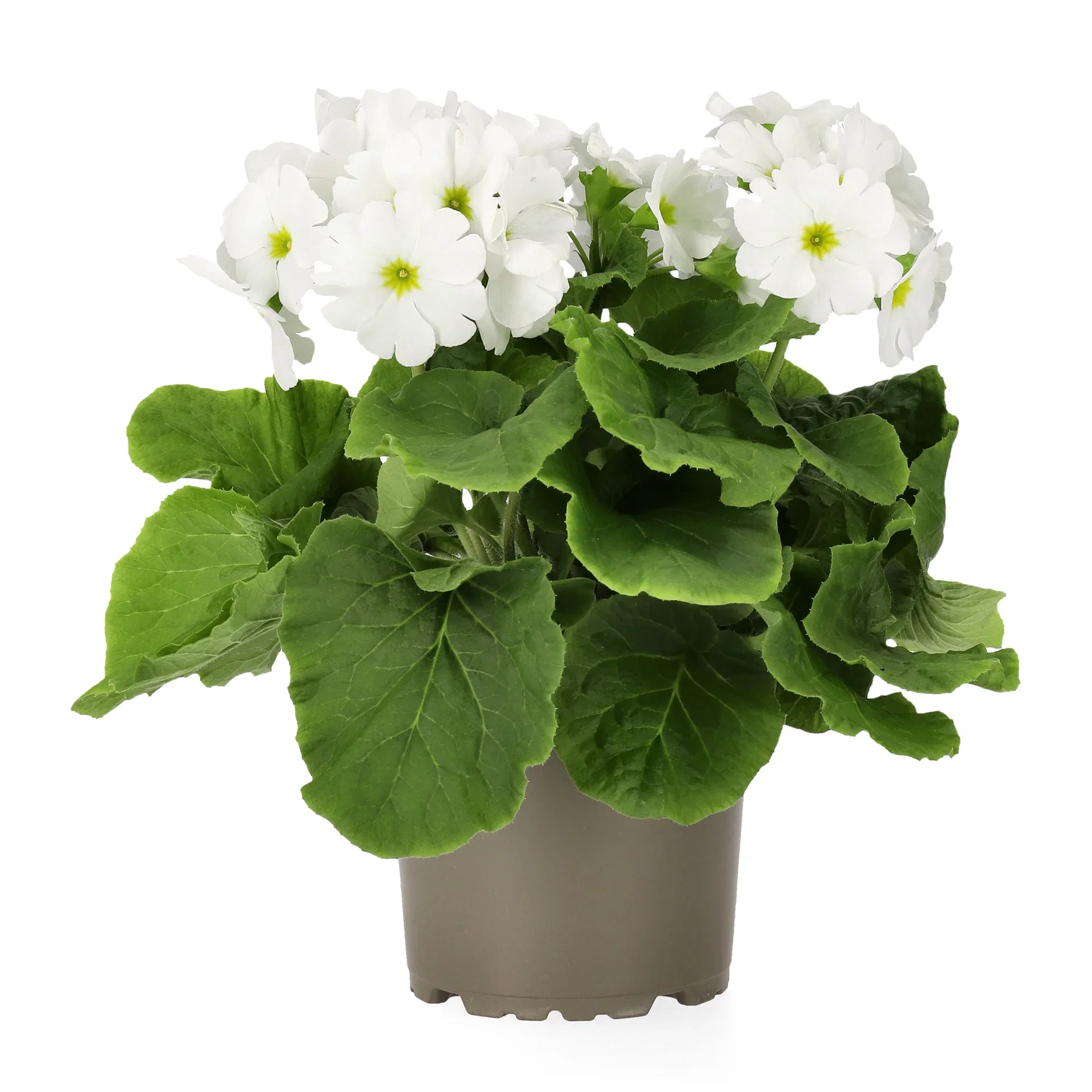 Primula o. 'Touch Me' 12 cm