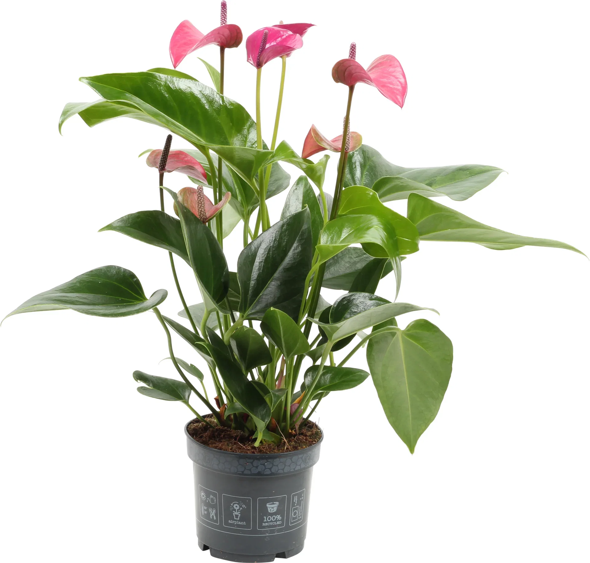 Rosenkalla