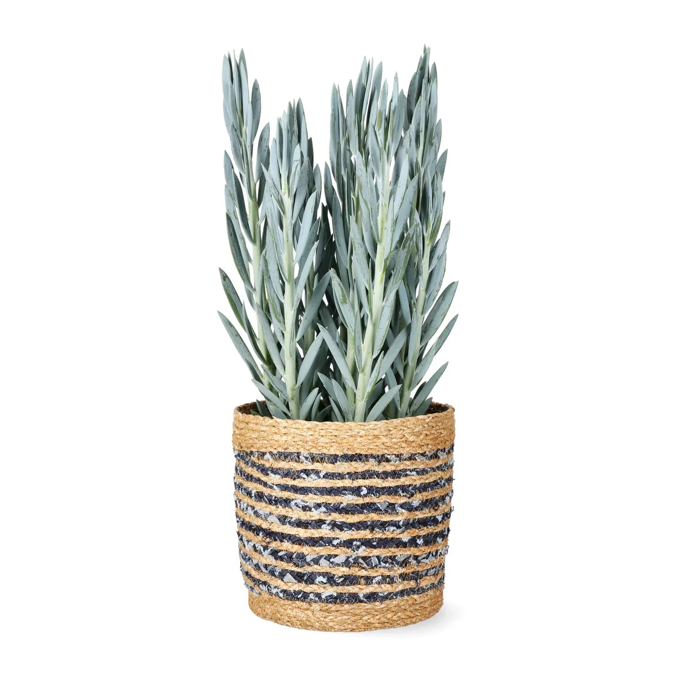 Curio 'Mount Everest'