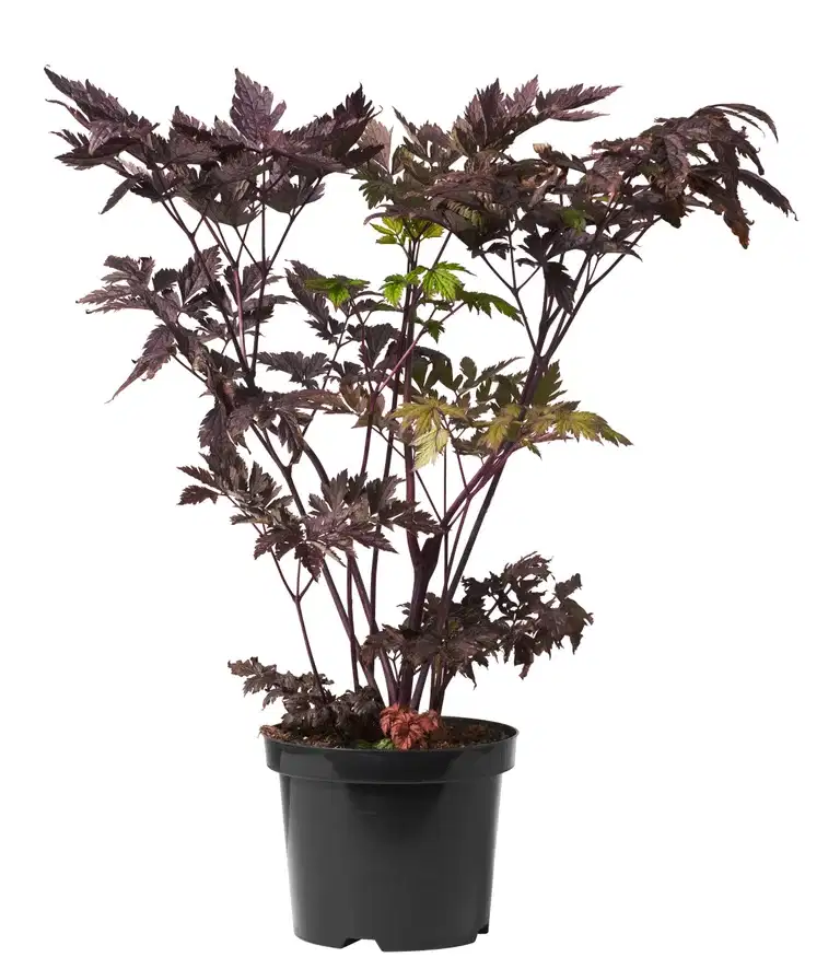 Höstsilverax 'Brunette'