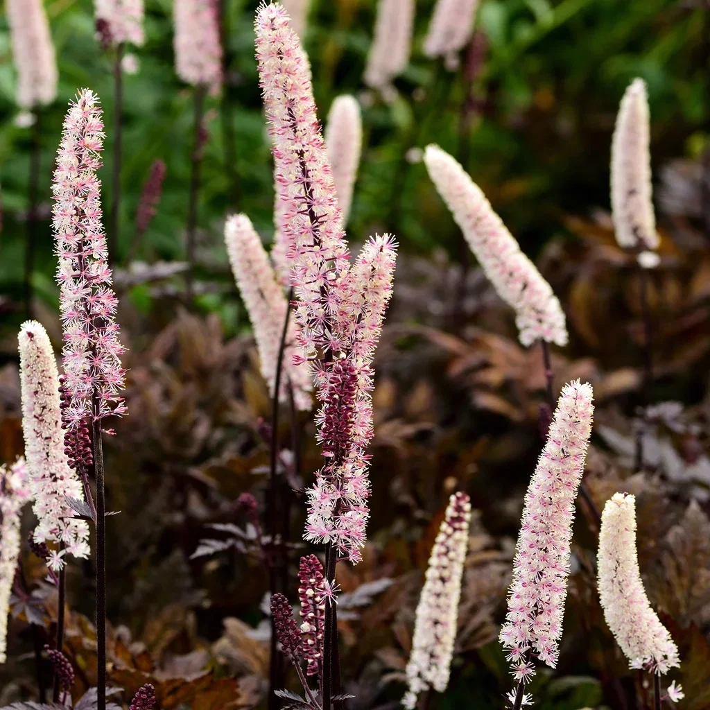 Höstsilverax 'Brunette'