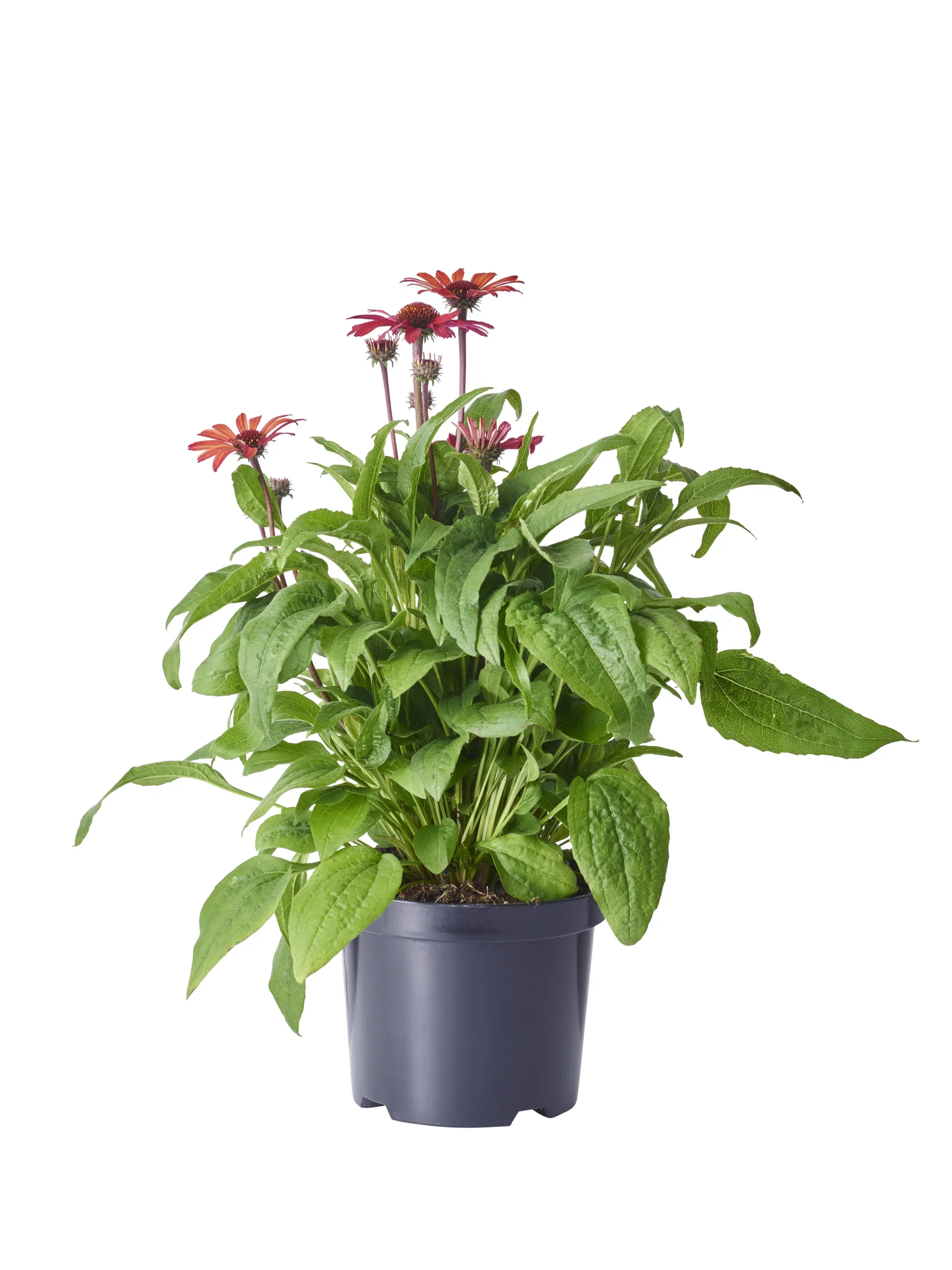 Echinacea purpurea Red 19cm