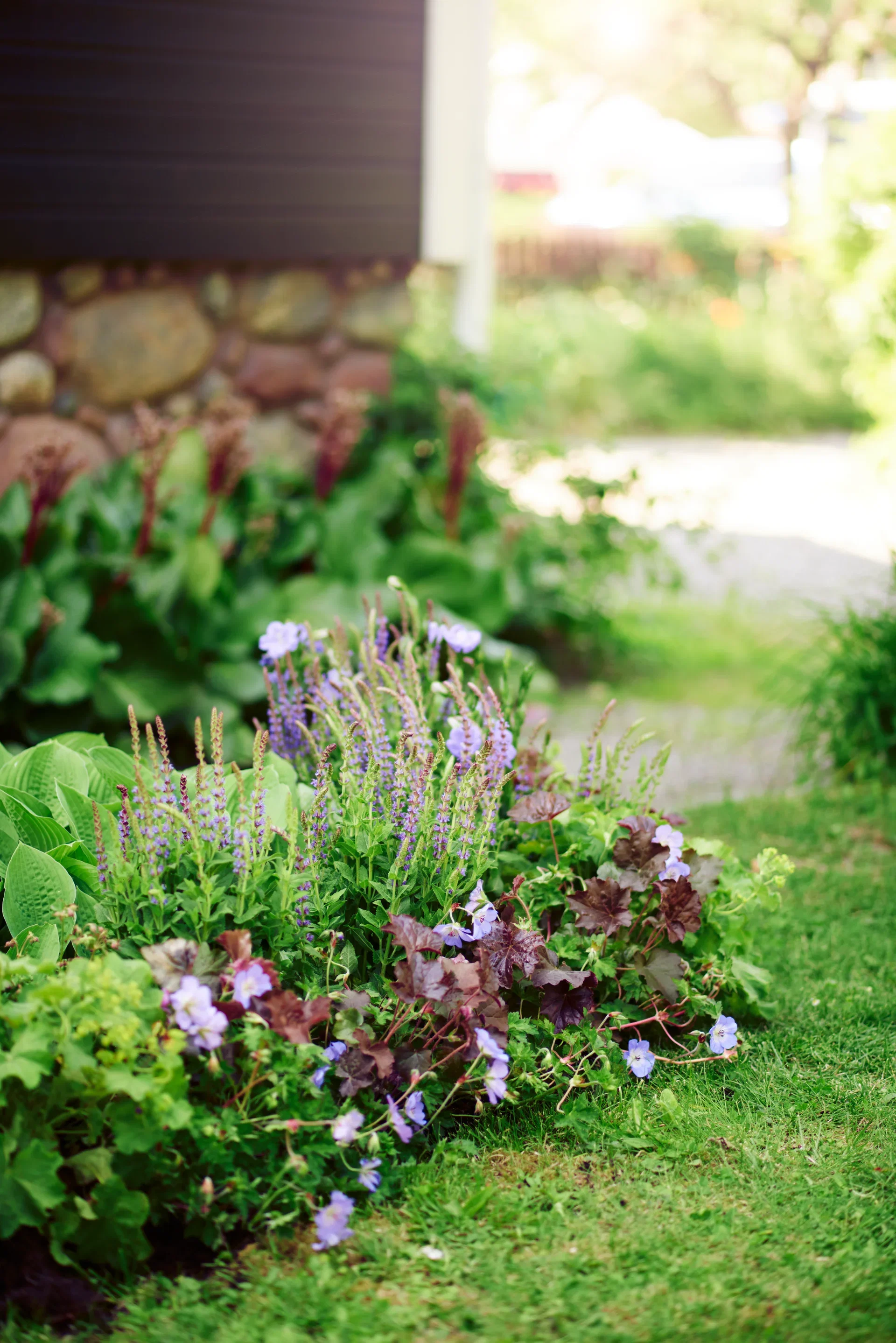 Heuchera villosa 'Palace Purple' 6-pack