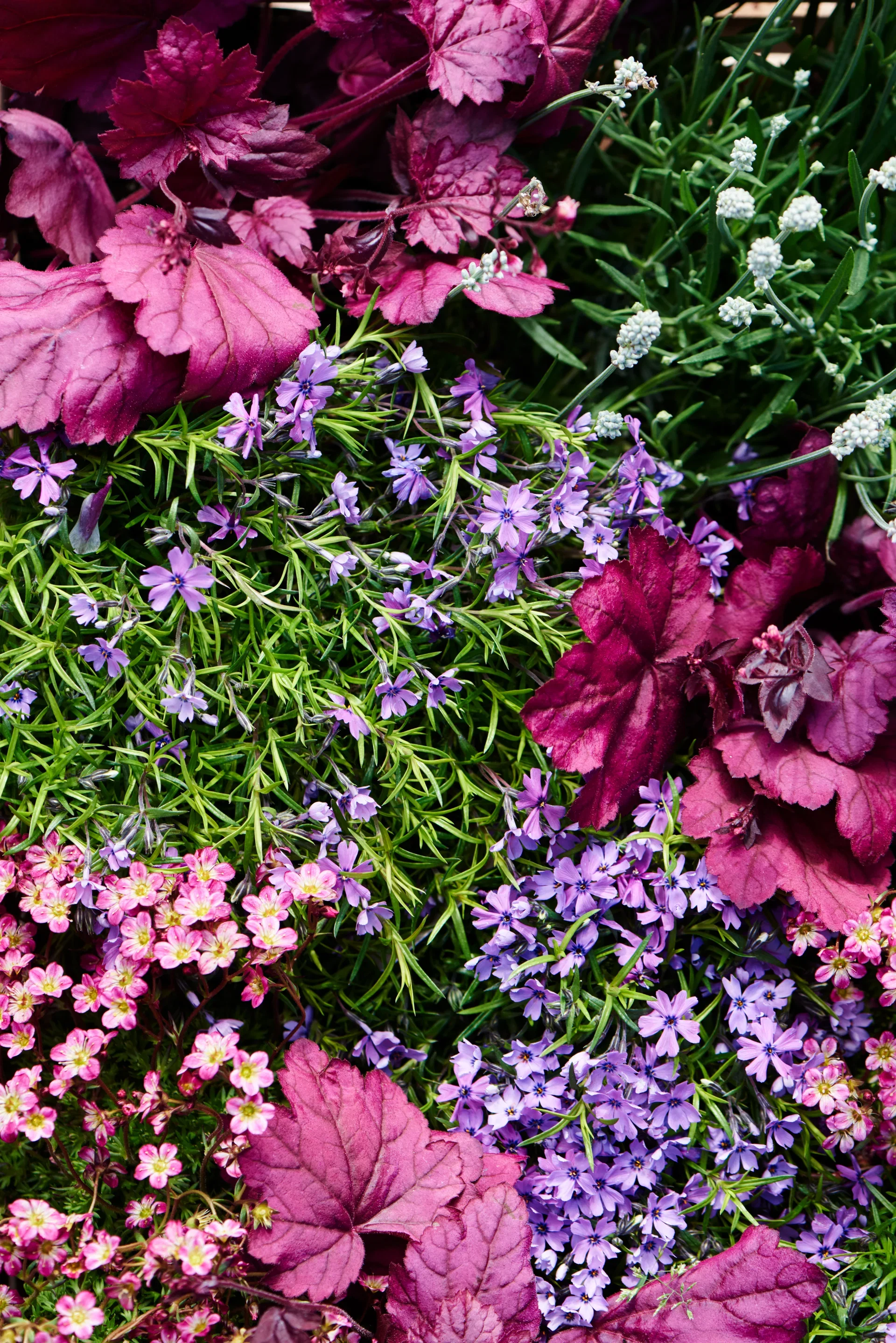 Heuchera villosa 'Palace Purple' 6-pack