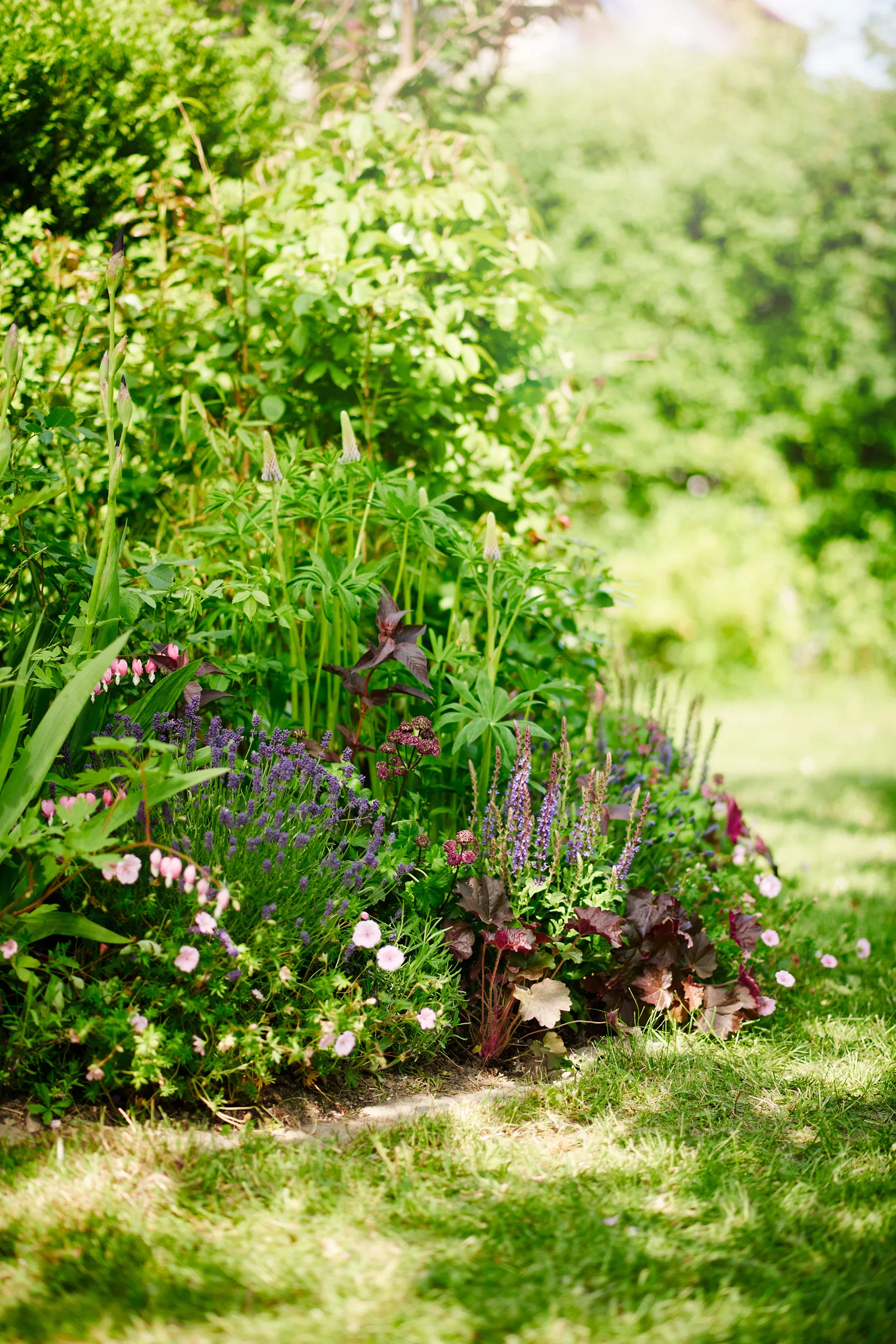 Heuchera villosa 'Palace Purple' 6-pack