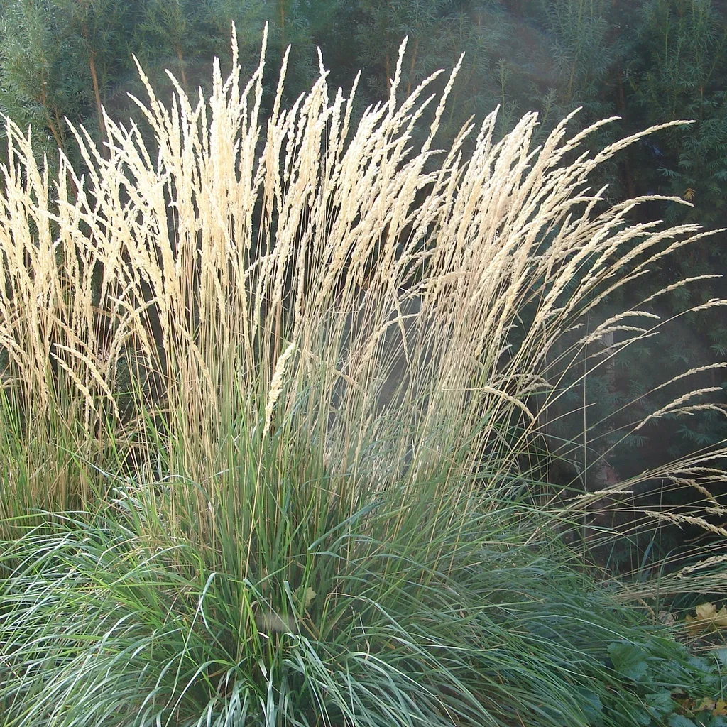 Calamagrostis x acutiflora 'Karl Foerster' 19cm