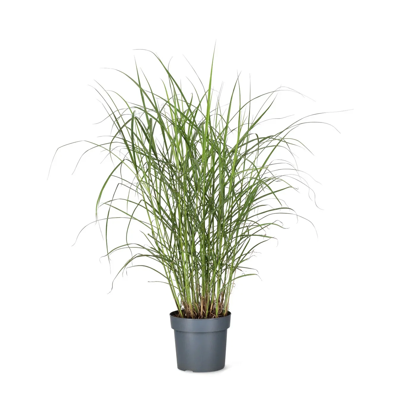 Miscanthus sinensis 'Ferner Osten' 19cm