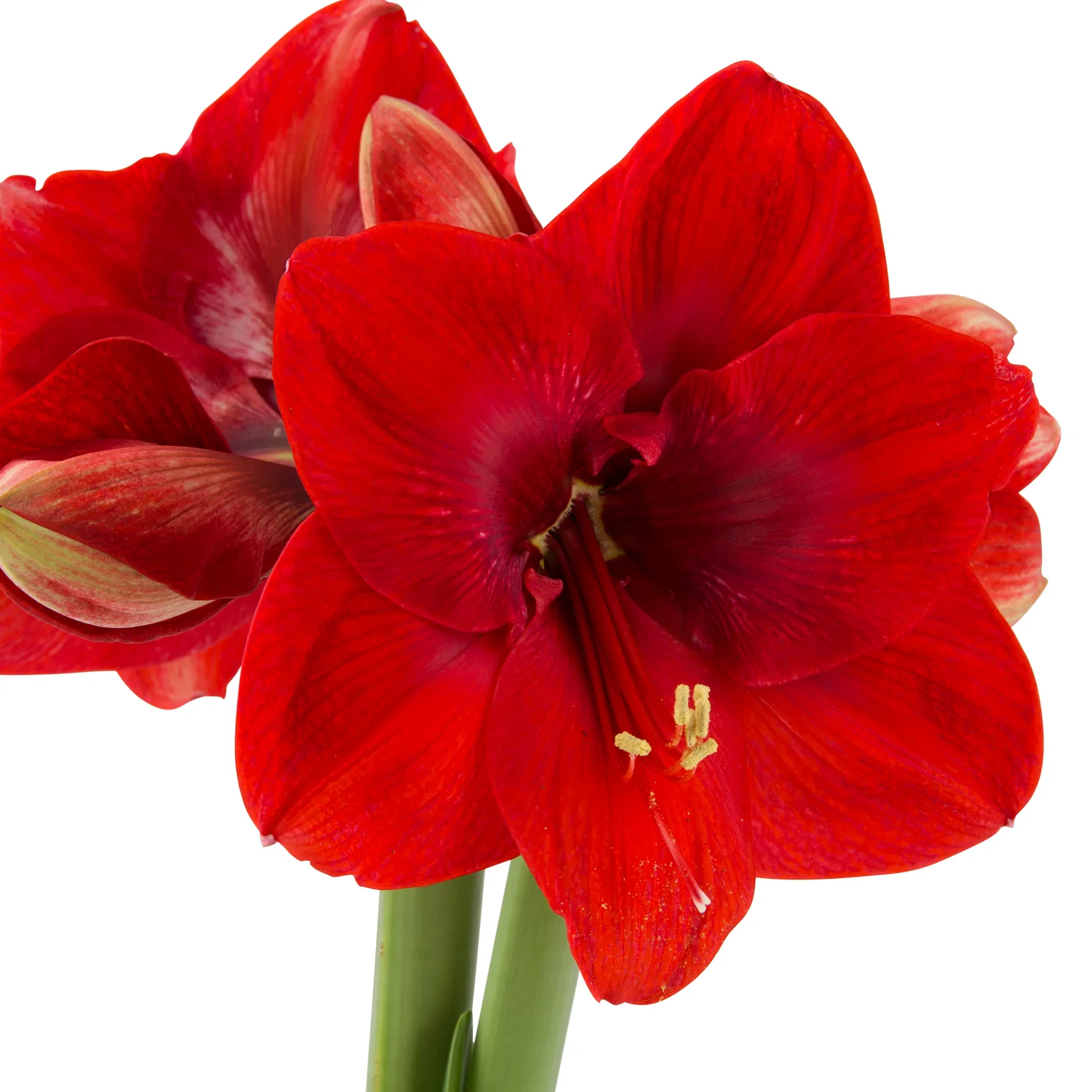 Hippeastrum 32+ 'Merry Christmas' 14 cm