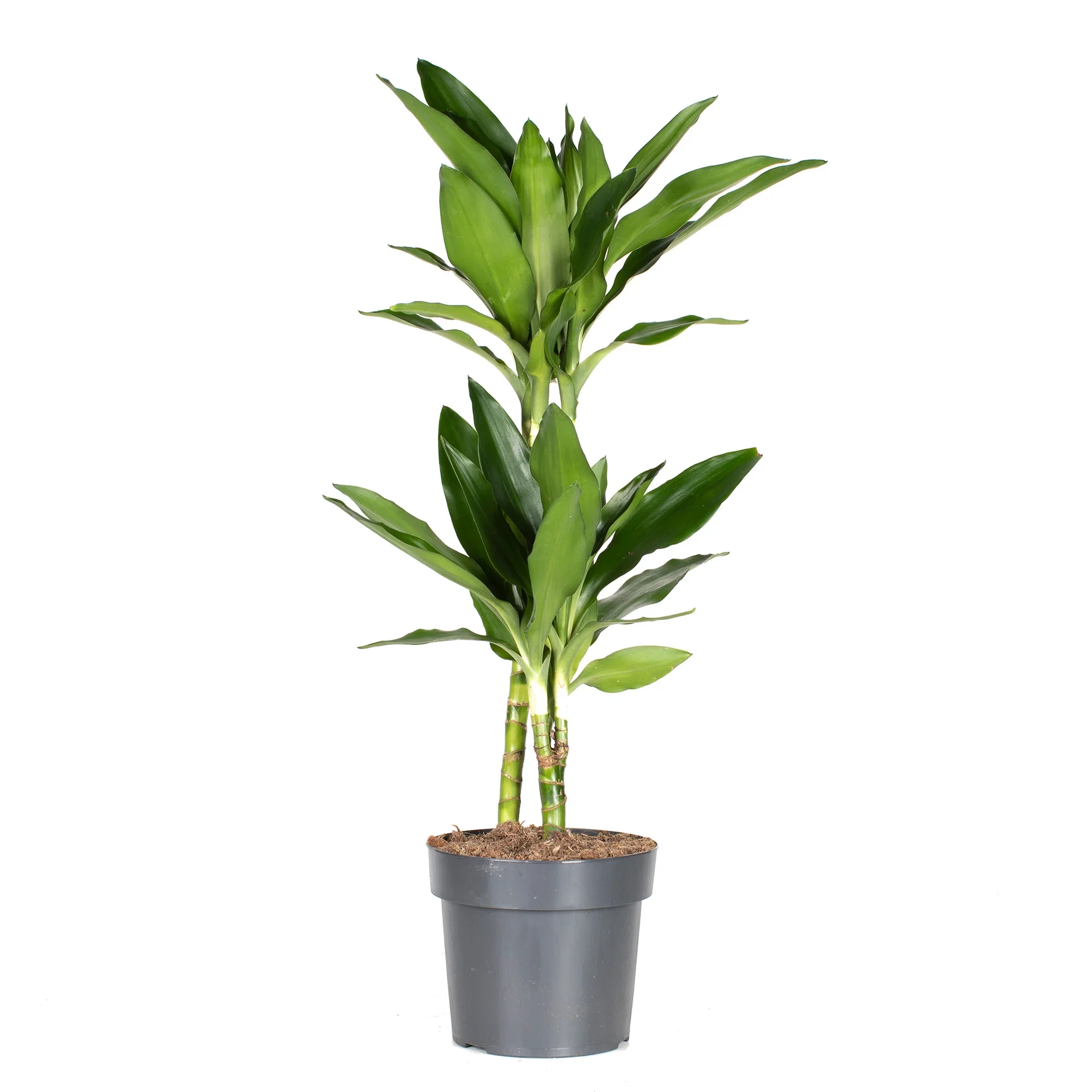 Dracaena fragrans 'Janet Lind' 17 cm