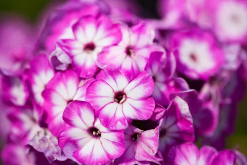 Höstflox, flerfärgad