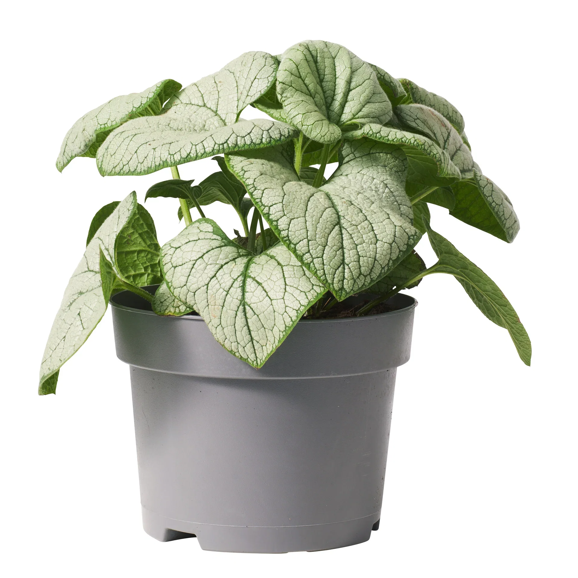 Brunnera macrophylla 'Silver Heart' 19cm