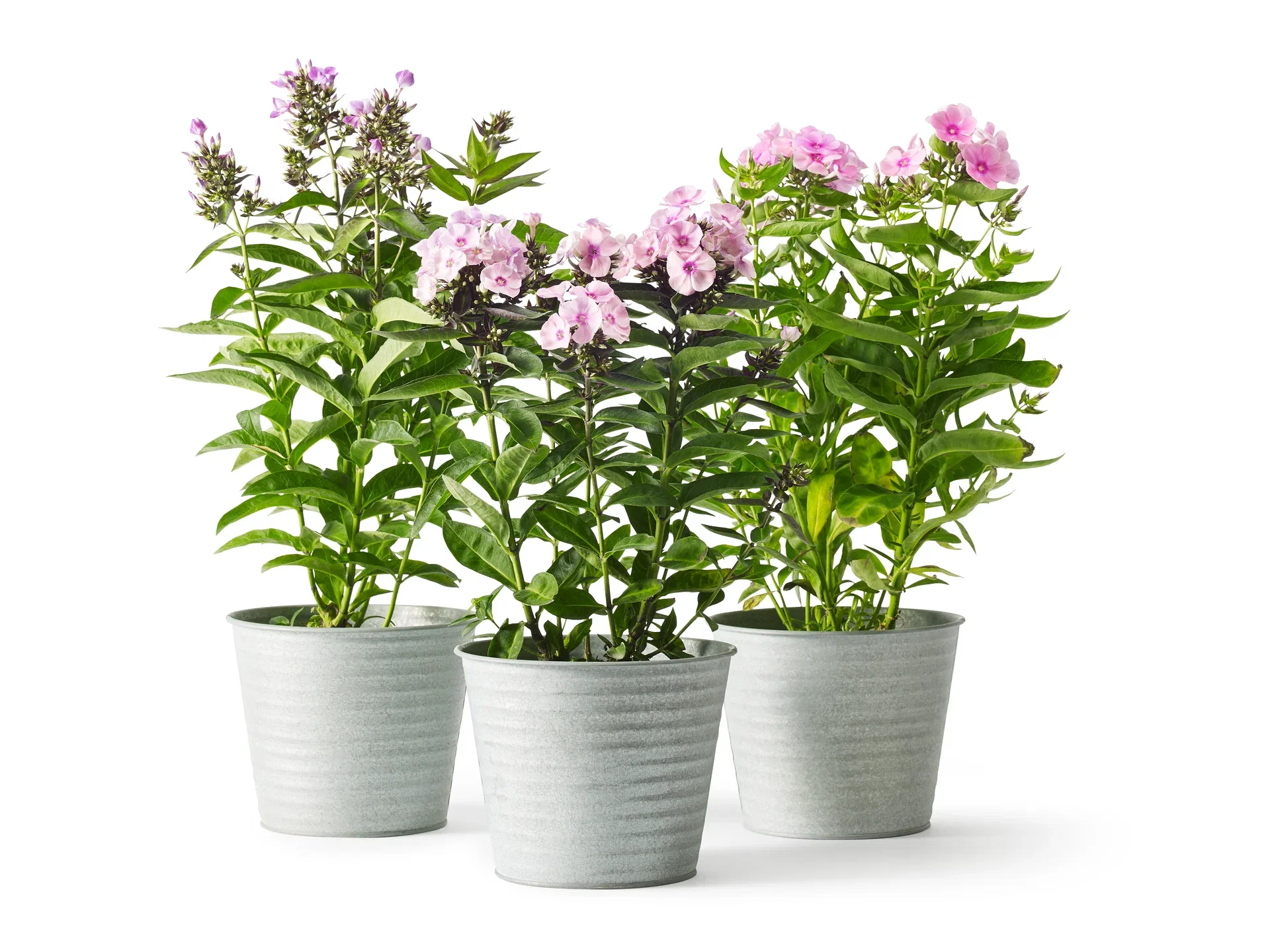 Höstflox, flerfärgad