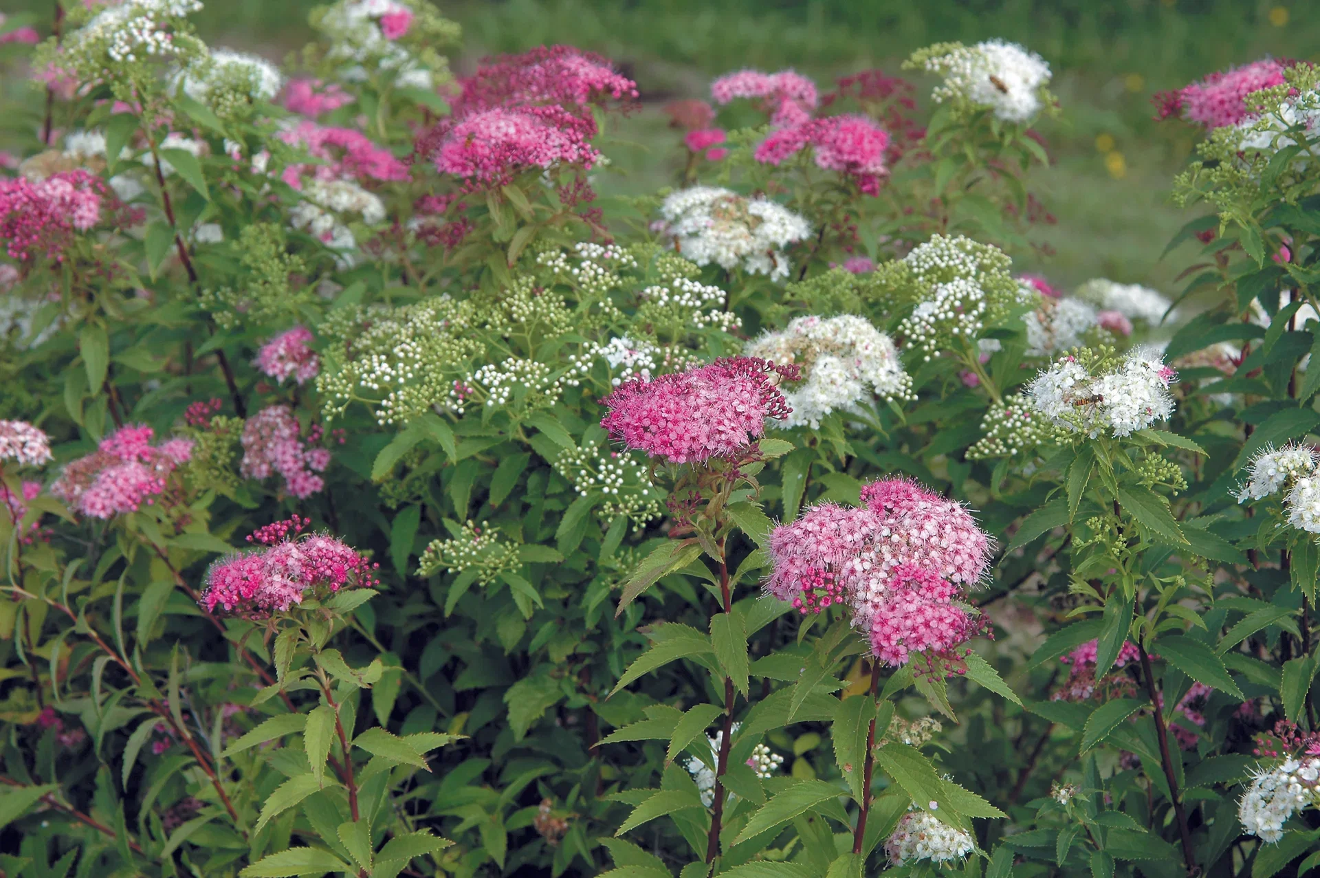 Spiraea japonica 'Genpei' 4,5L