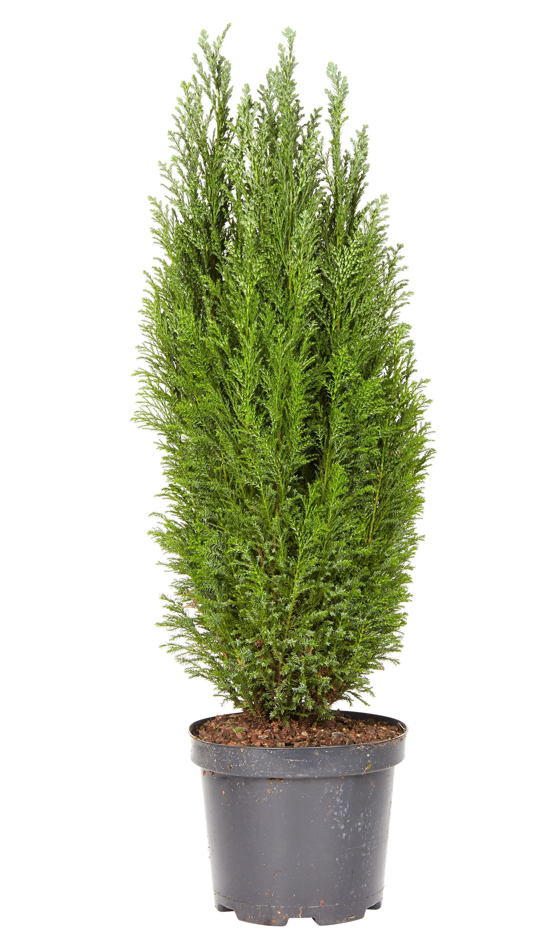 Ädelcypress 'Ellwoodii'