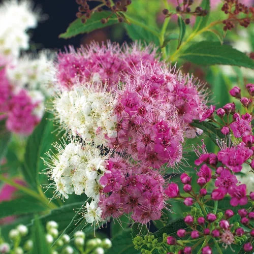 Spiraea japonica 'Genpei' 4,5L