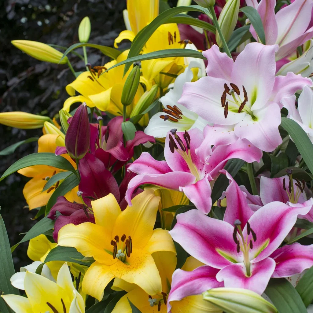 Orientlilja, olika sorter