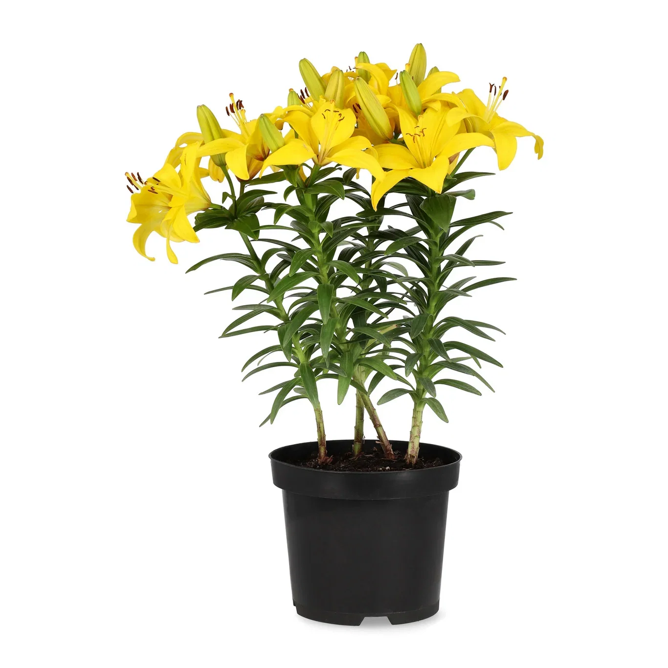 Orientlilja, olika sorter