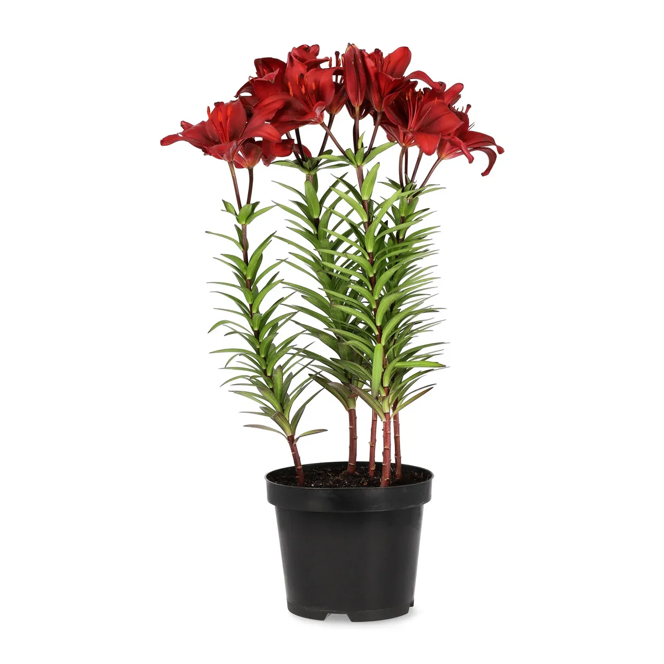 Orientlilja, olika sorter