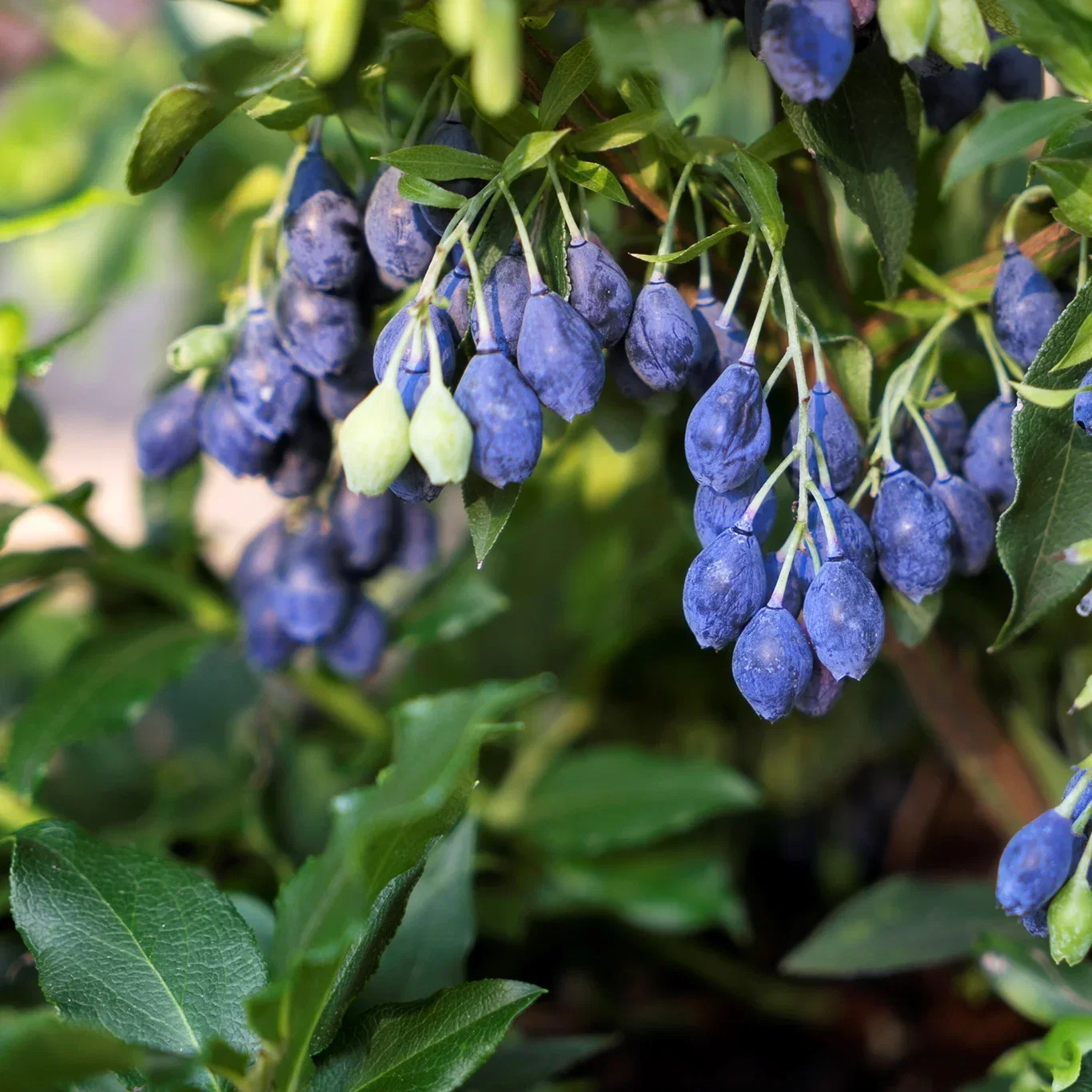 Blåbär LUCKY BERRY®