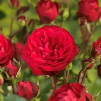 Rosa RED MEILOVE 4L