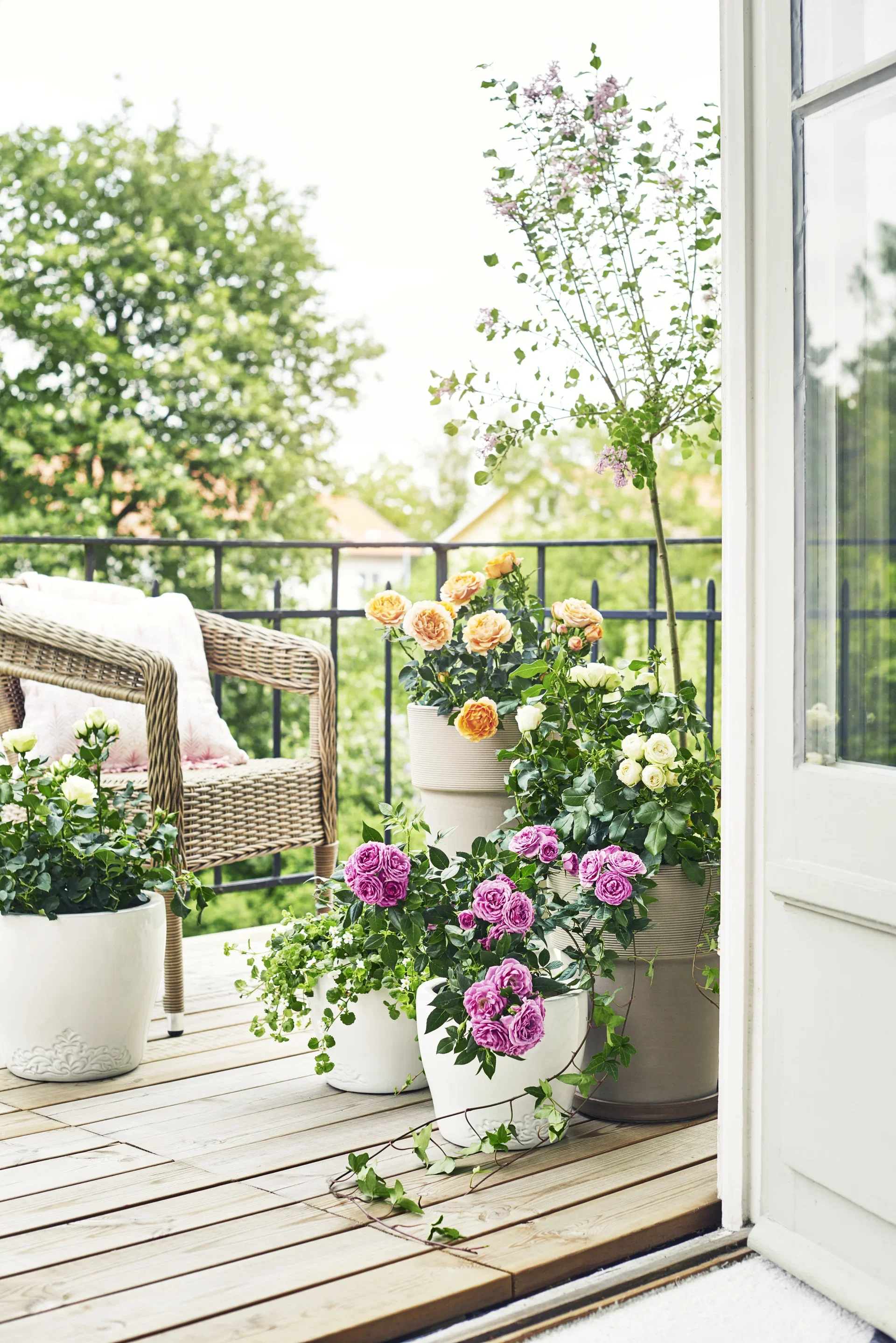 Rosa 'White Meilove' 4L