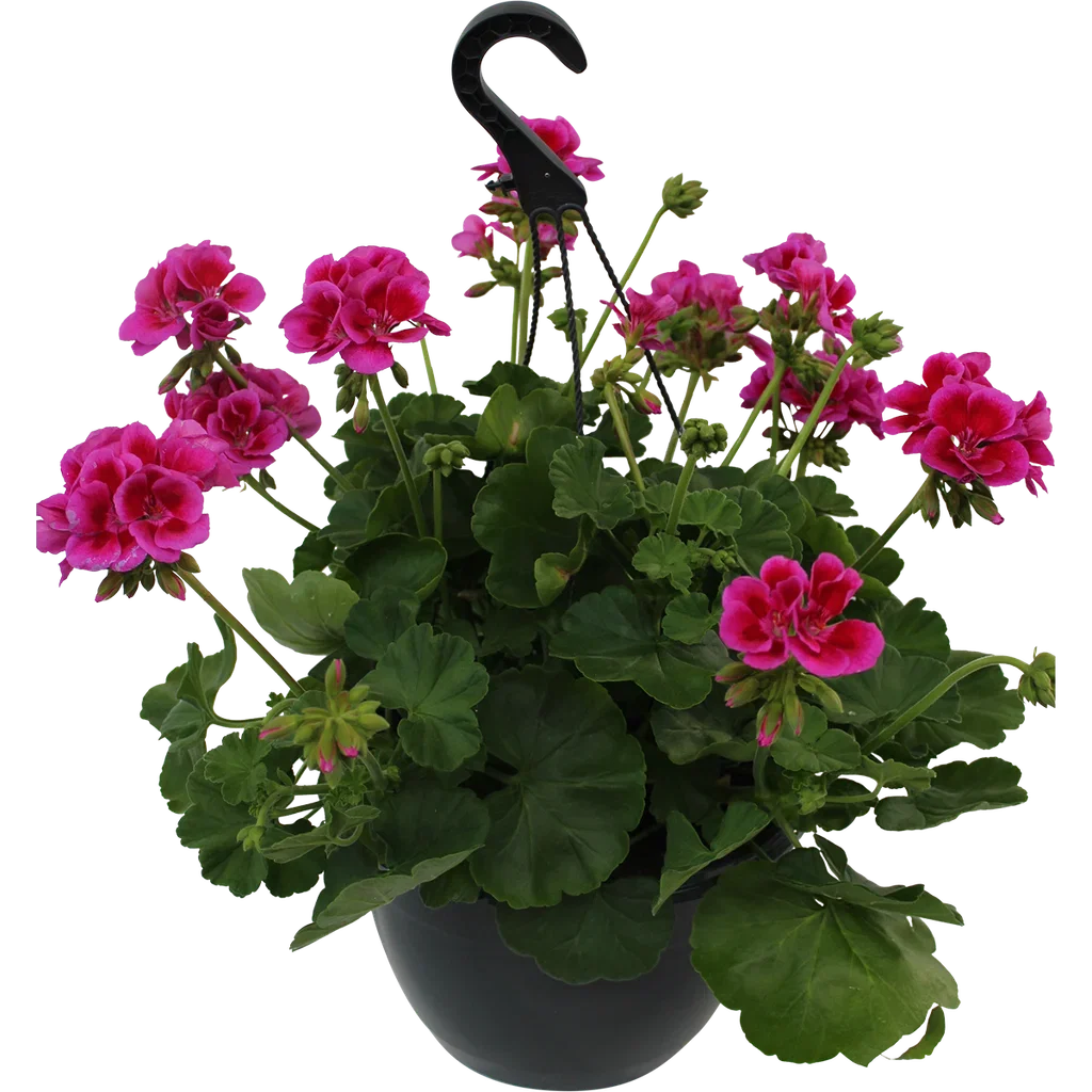 Pel. Calliope L 'Rose Splash' h.basket 25 cm