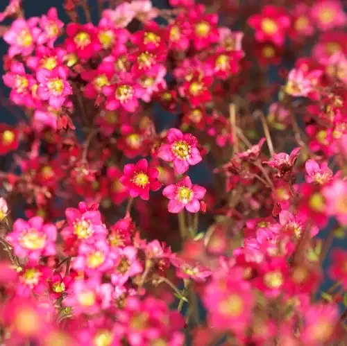 Saxifraga x arendsii 17cm