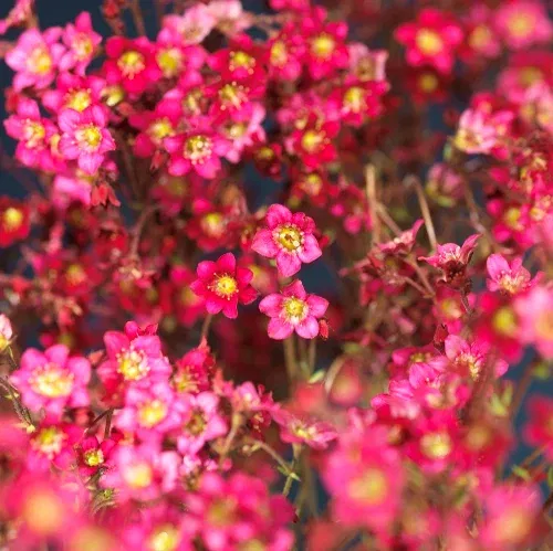 Saxifraga x arendsii 17cm