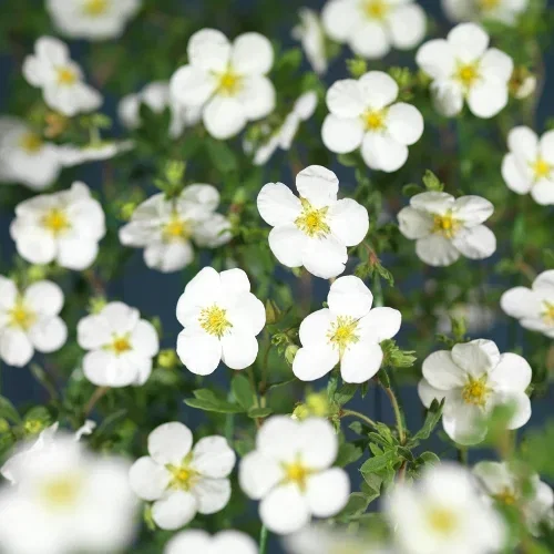 Trädgårdstok 'Abbotswood'