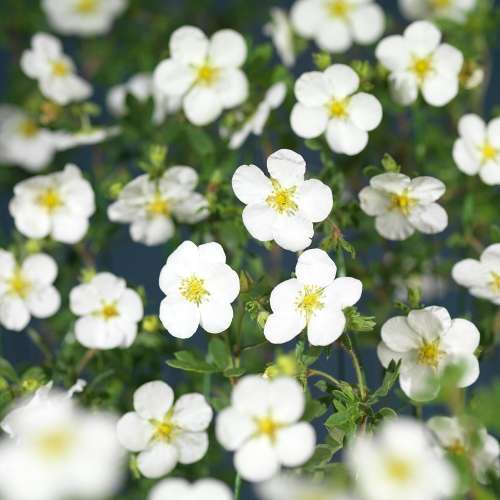 Image of Trädgårdstok