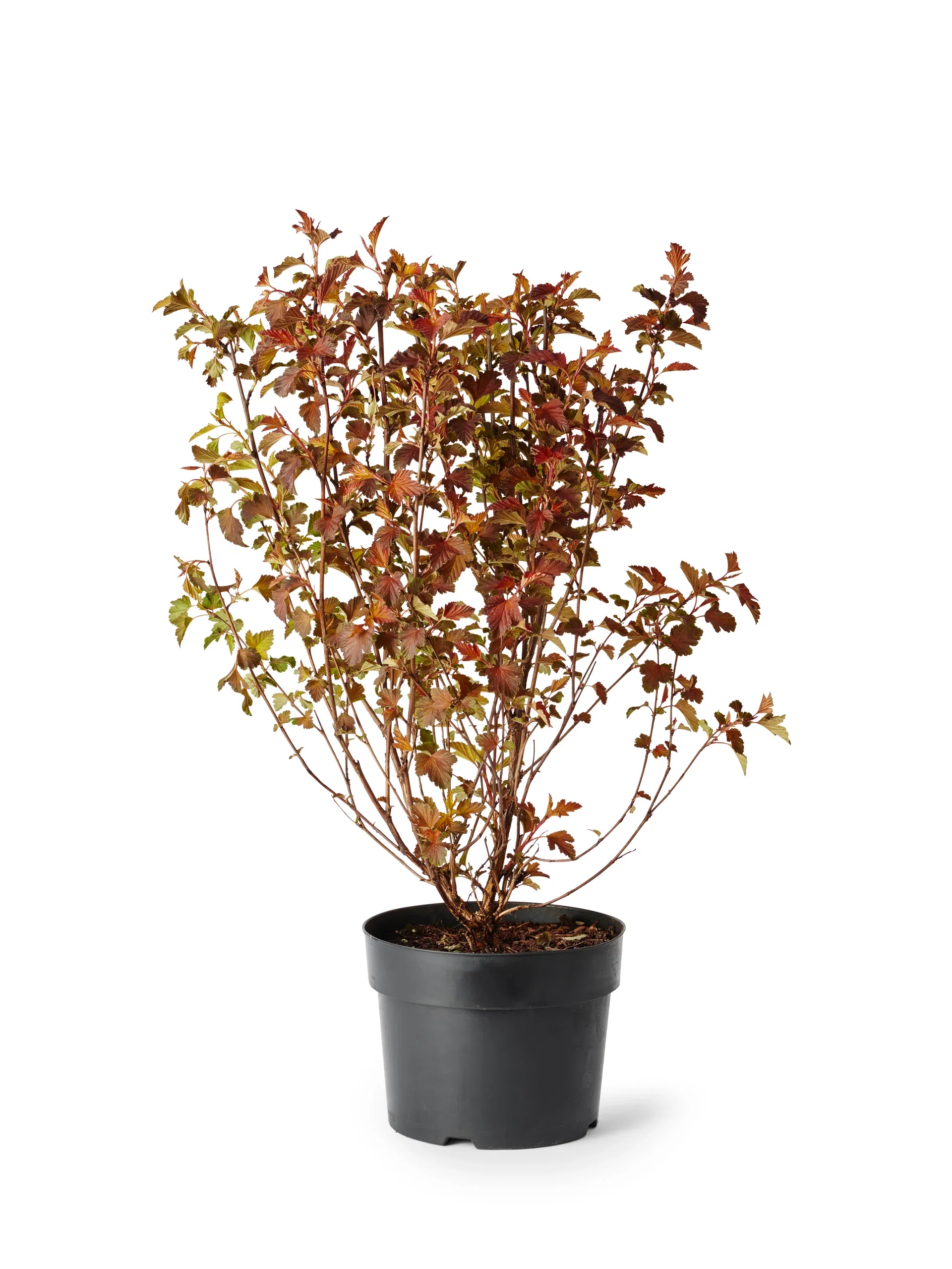 Smällspirea SUMMERWINE