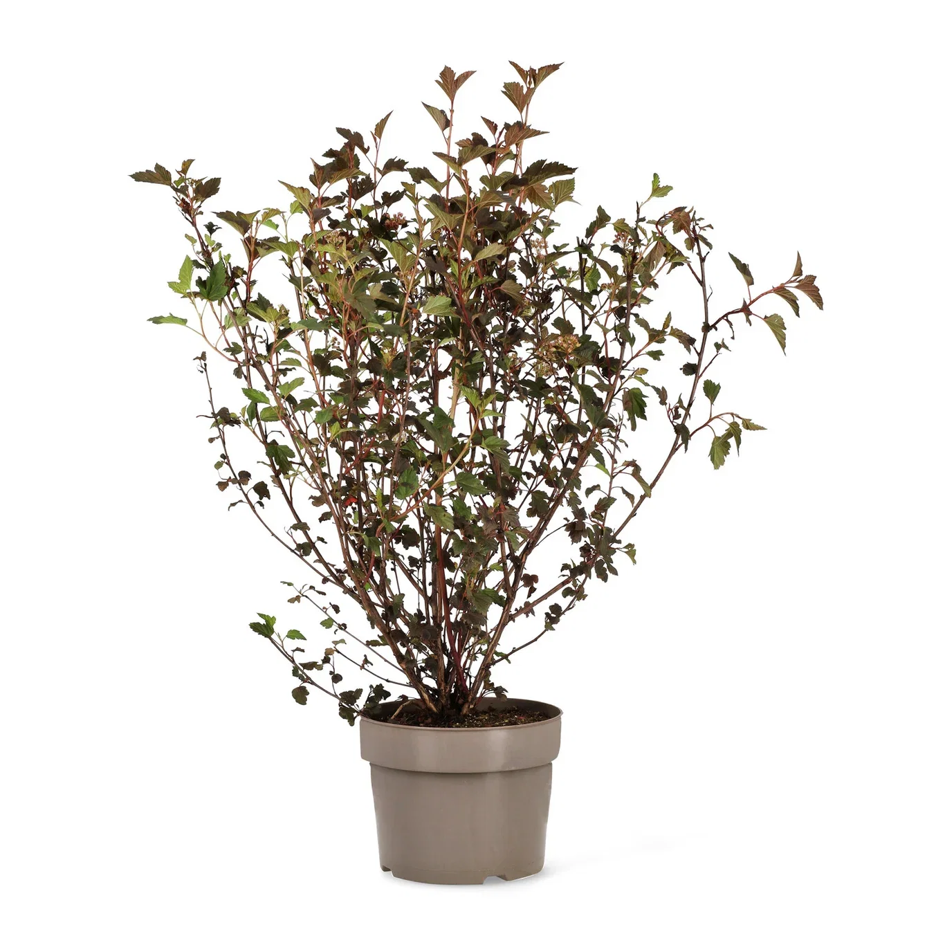 Smällspirea SUMMERWINE