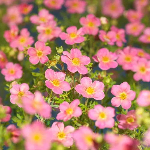 Dasiphora (Fruticosa-Gruppen) 'Pink Beauty' 4,5L