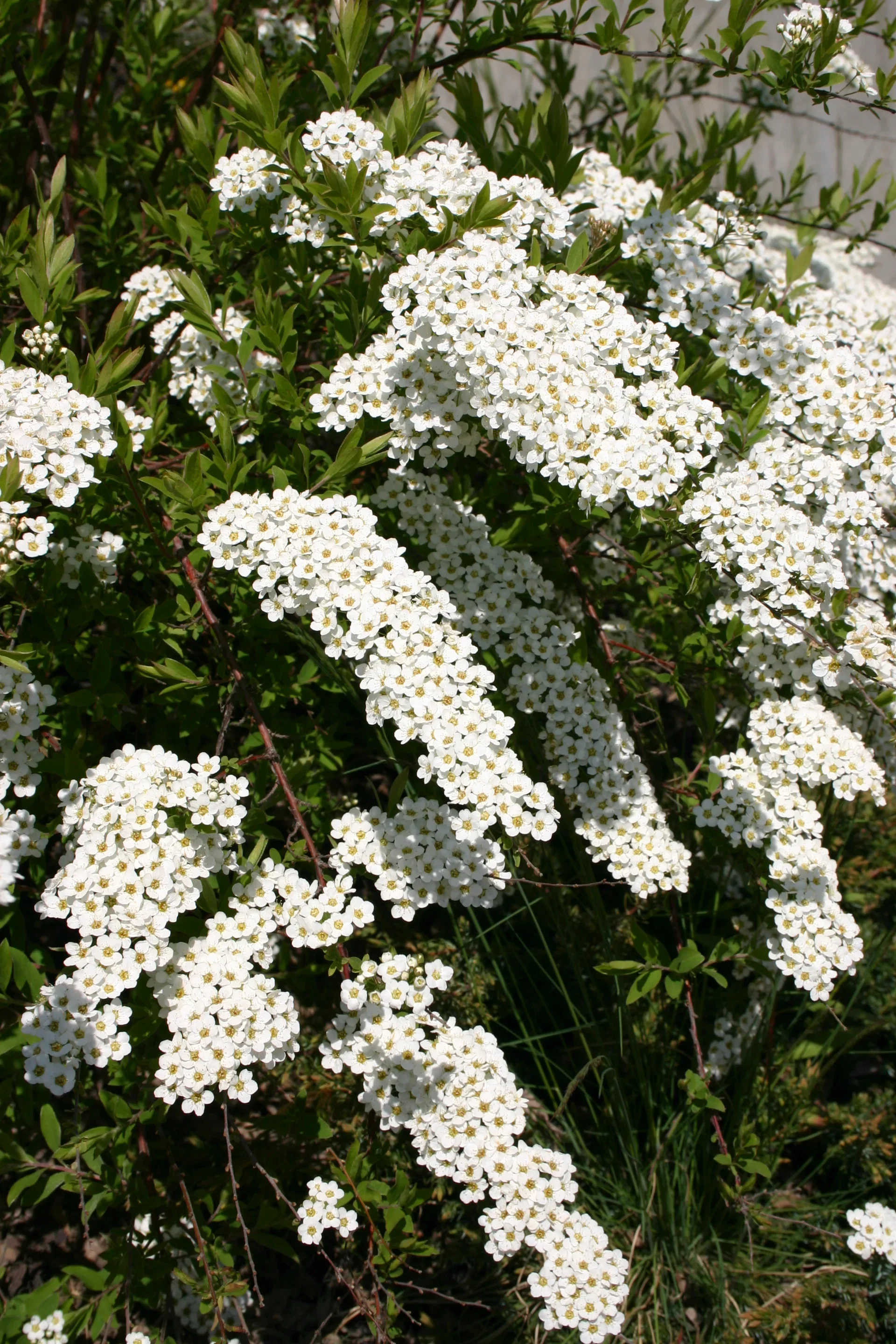 Norskspirea 'Grefsheim'