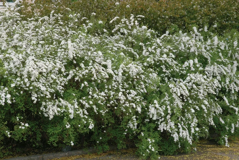 Norskspirea 'Grefsheim'