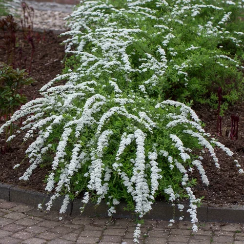 Norskspirea 'Grefsheim'